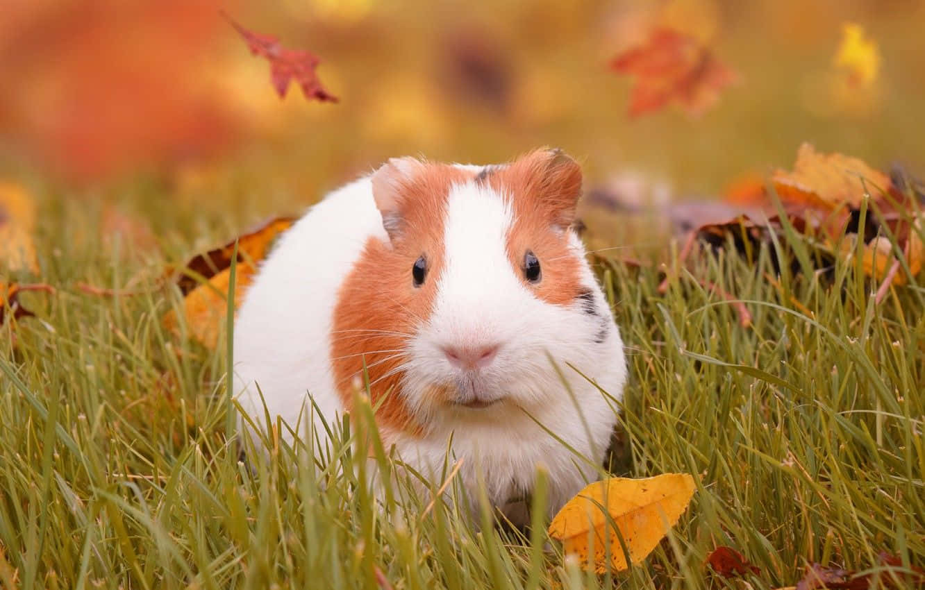 Meerschweinchen, Herbst, Laub, Gras, HD, Hintergrundbild für den PC