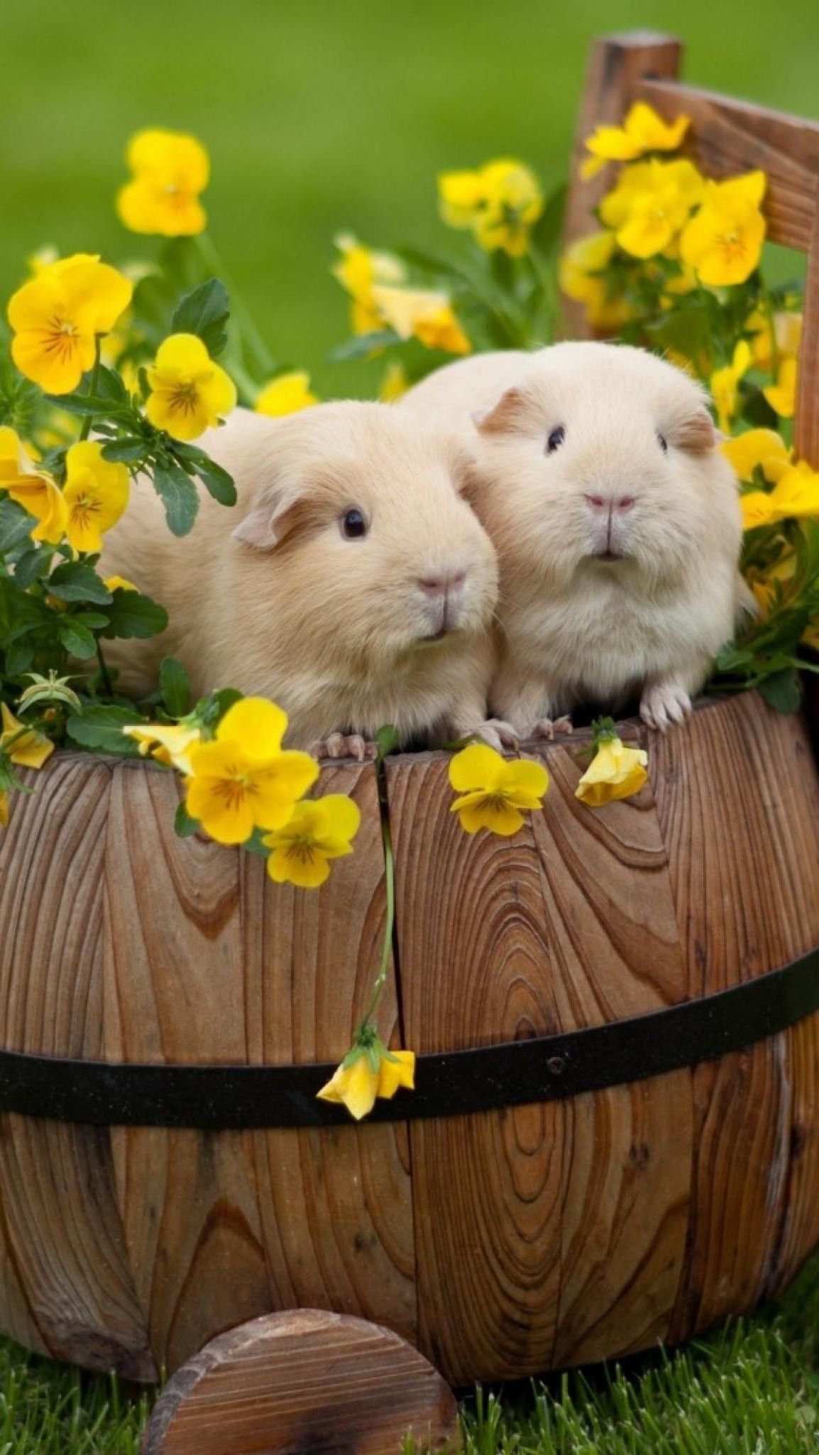 Zwei Meerschweinchen, Holzfass, Gelbe Blumen, Niedlich, Full HD, Sperrbildschirm fürs iPhone