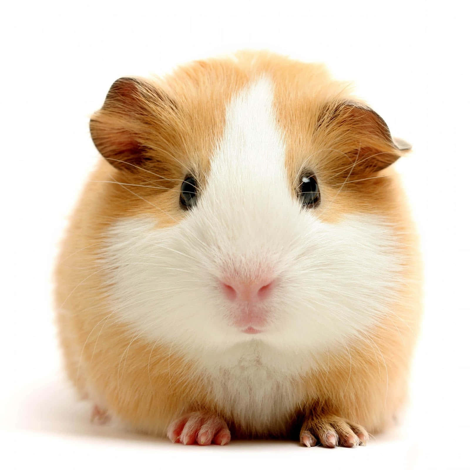Meerschweinchen, Weißer Hintergrund, Niedlich, Porträt, HD Wallpaper
