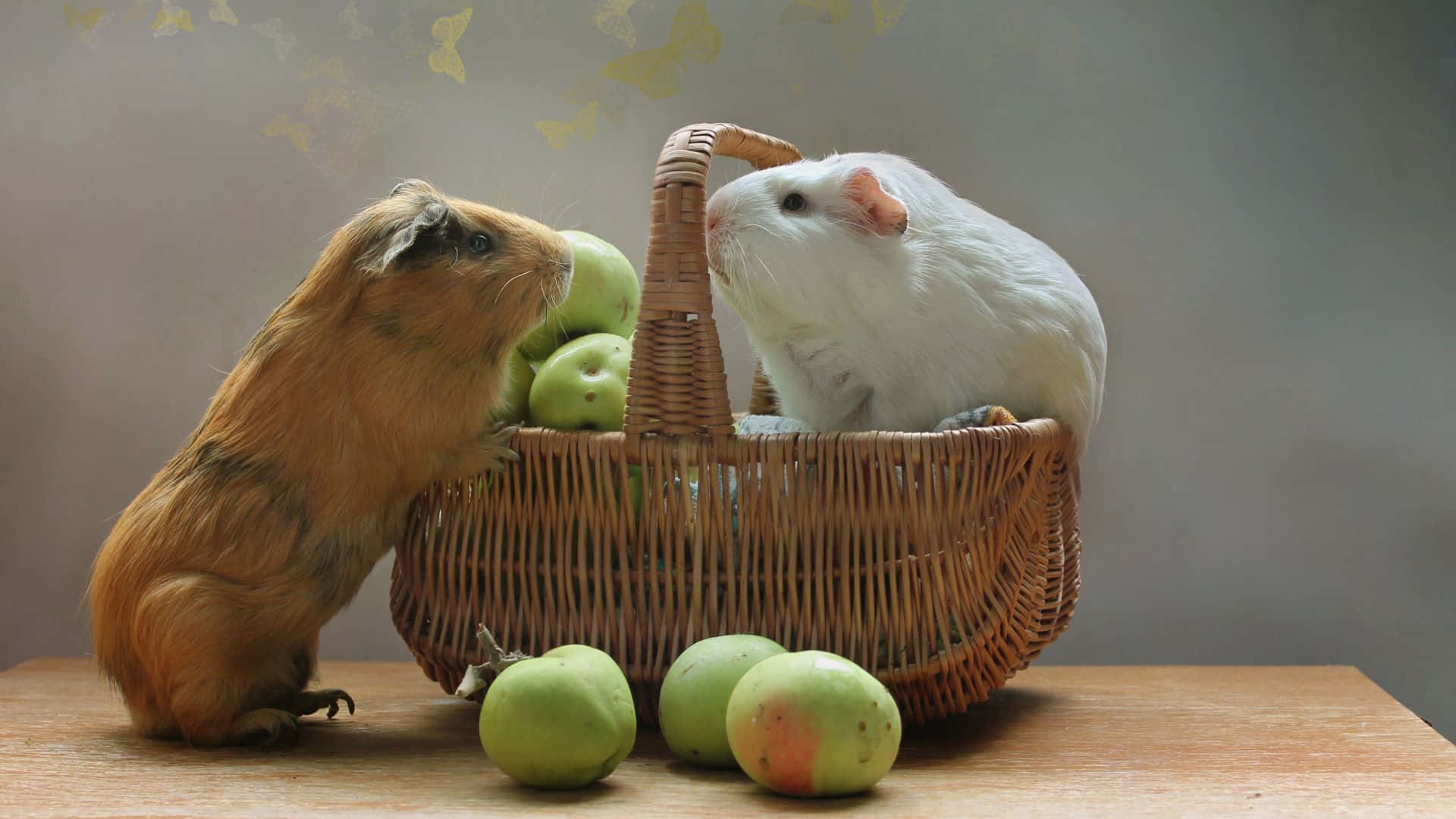 Meerschweinchen, Weidenkorb, Äpfel, Stillleben, 1920x1080, Full-HD-Hintergrundbild für PC