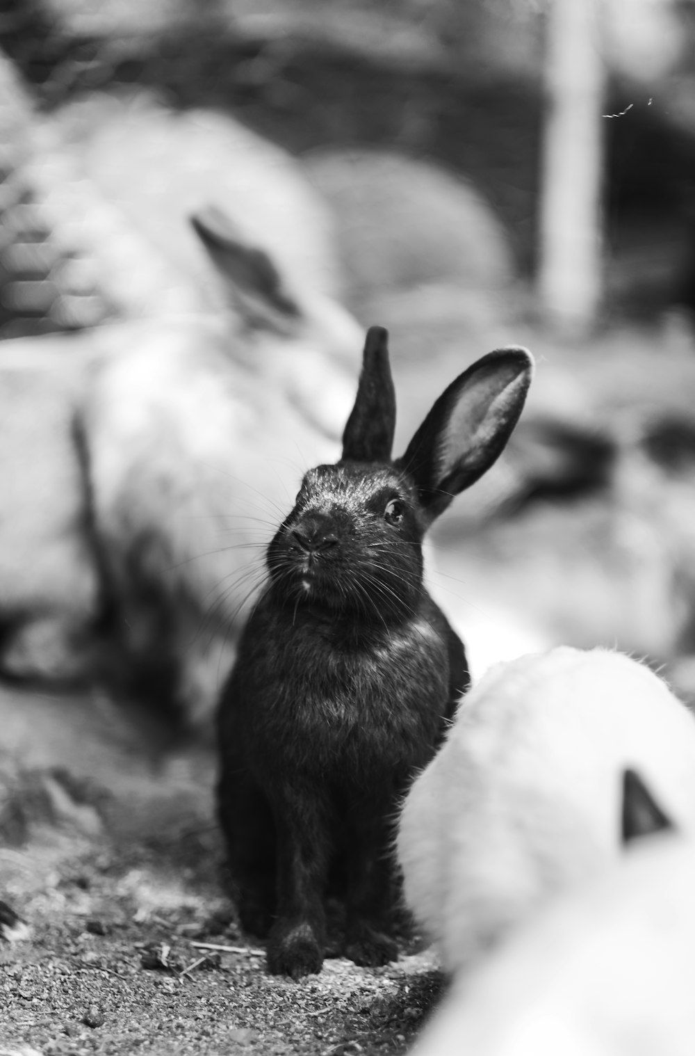 Schwarzes Kaninchen, Kaninchengruppe, Schwarz-Weiß, Natur, HD, Handy-Hintergrund