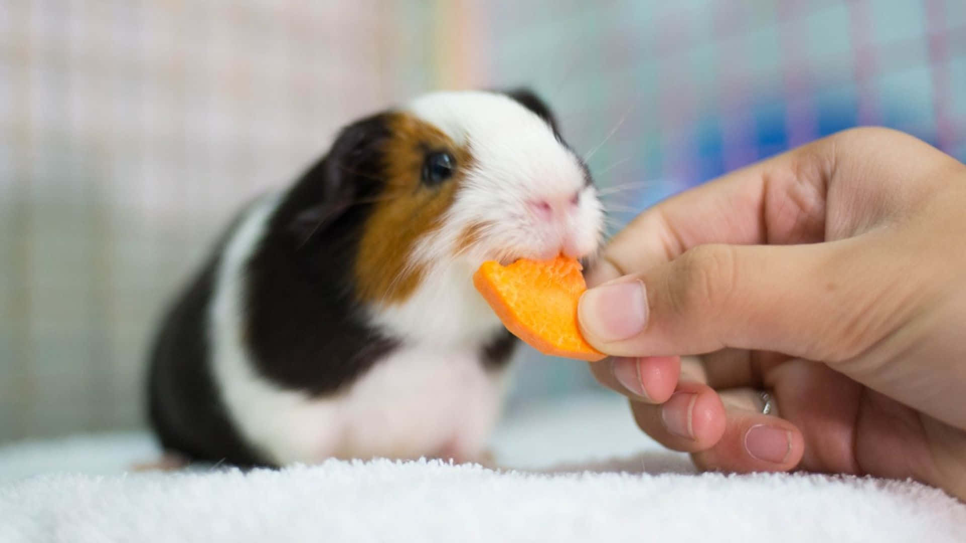 Meerschweinchen, Fütterung, Hand, Karotte, Dreifarbig, Full HD, Desktop-Hintergrund für Windows