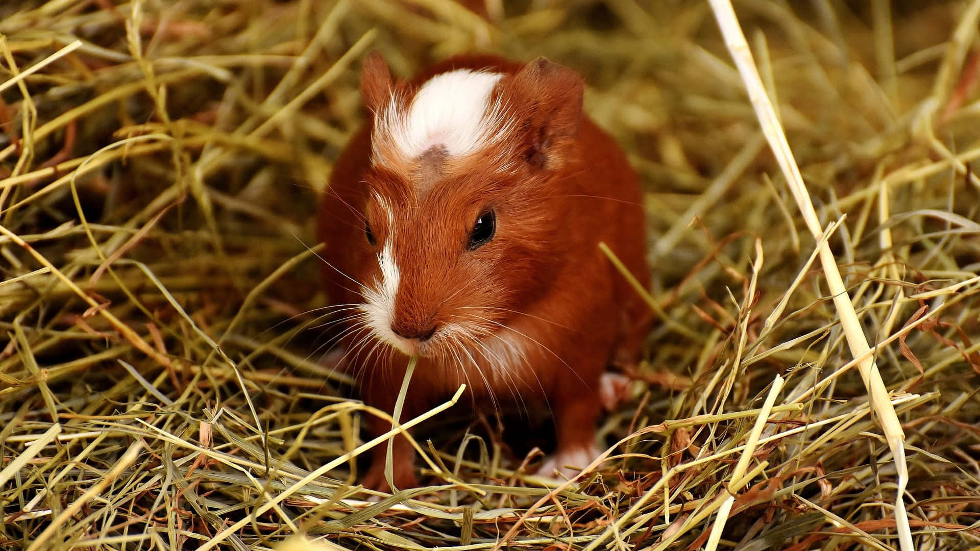 Rotbraunes Meerschweinchen, Heu, Haustier, 16:9, Full-HD-Hintergrundbild für den Desktop