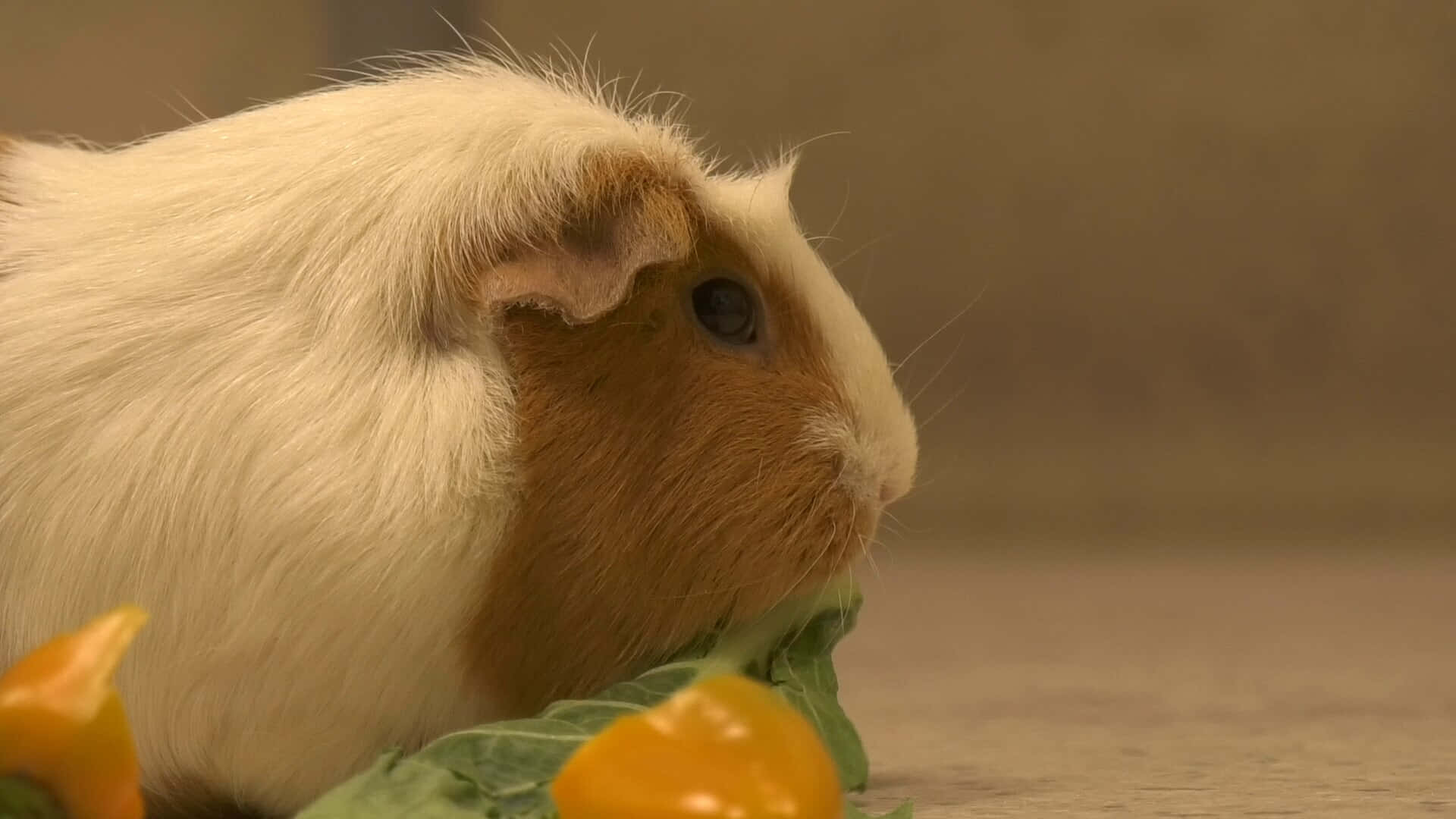 Meerschweinchen, Nahaufnahme, Rotblond, Paprika, Full HD 1080p, Desktop-Hintergrundbild