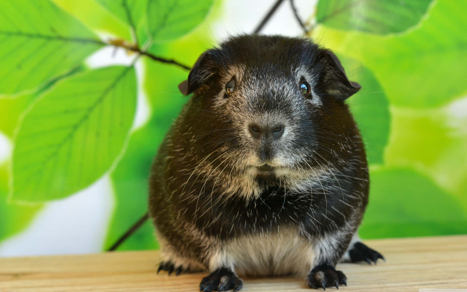 Schwarzes Meerschweinchen, Grüne Blätter, Holzbrett, Haustier, Full HD, Desktop-Hintergrund