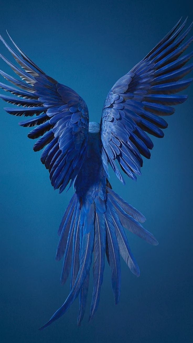 Hyazinthara, Ausgebreitete Flügel, Blauer Hintergrund, Federn, Minimalistisch, Sperrbildschirm