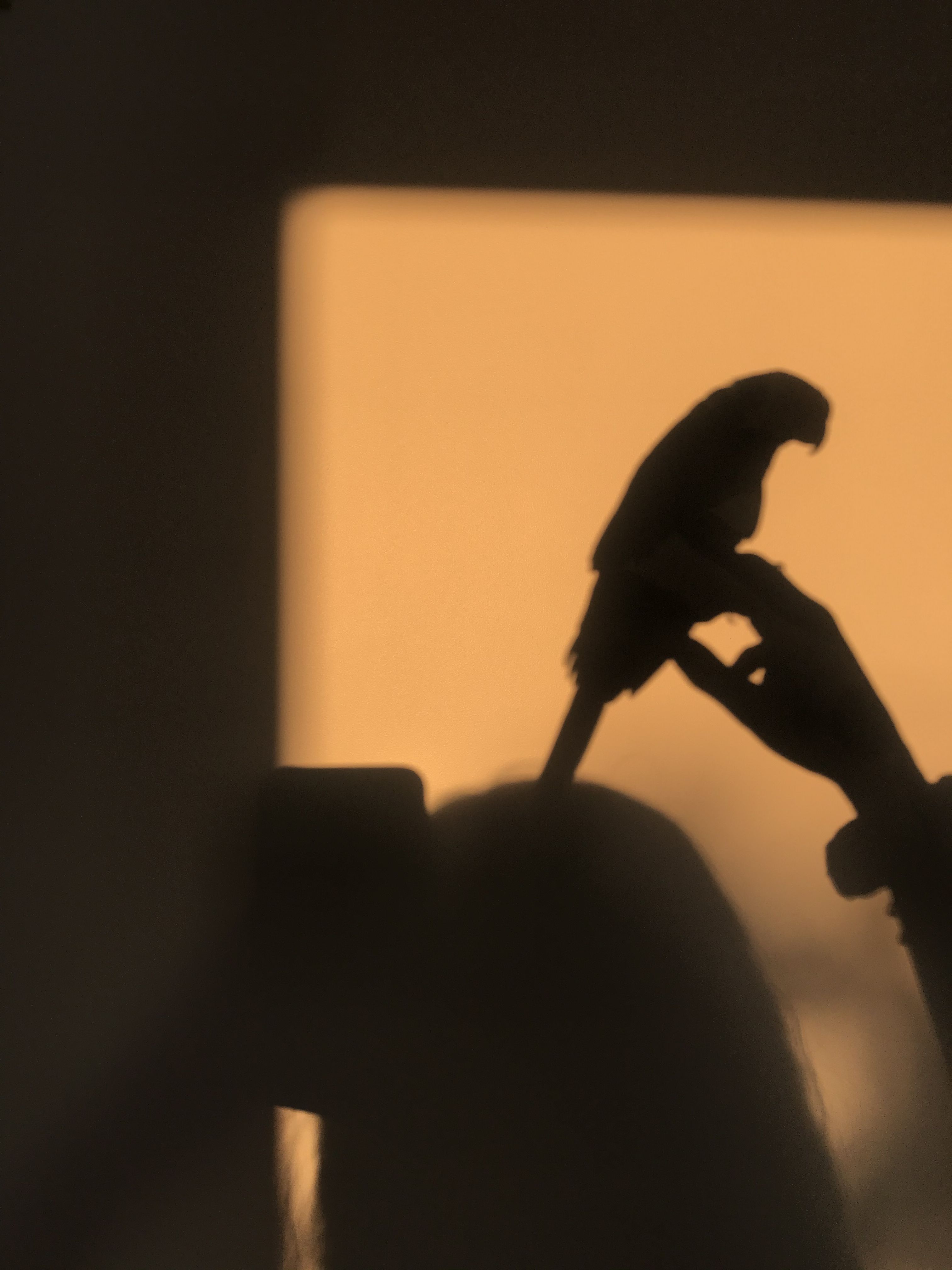 Papagei, Silhouette, Schatten, Abendlicht, Fenster, QHD+, Hintergrundbild fürs Tablet