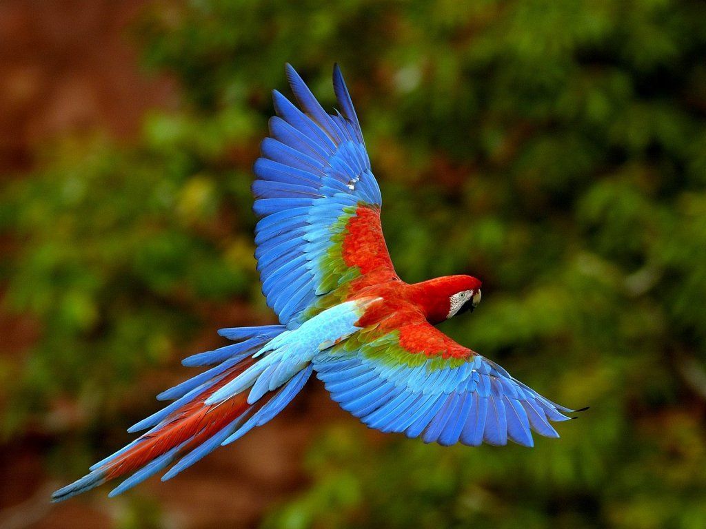 Ara, Im Flug, Ausgebreitete Flügel, Blaue Federn, Grüner Hintergrund, Wallpaper