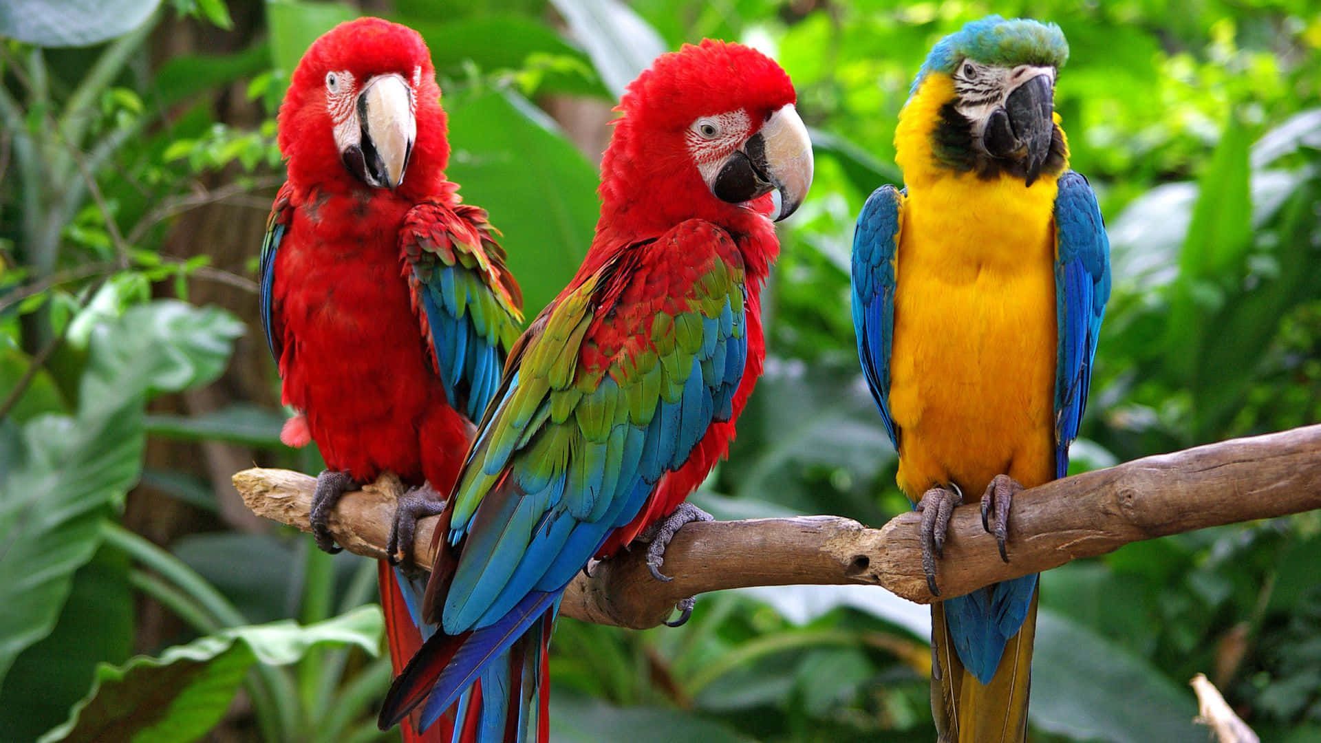 Hellroter Ara, Gelbbrustara, Ast, Regenwald, Tropische Vögel, 1920x1080, PC-Hintergrundbild