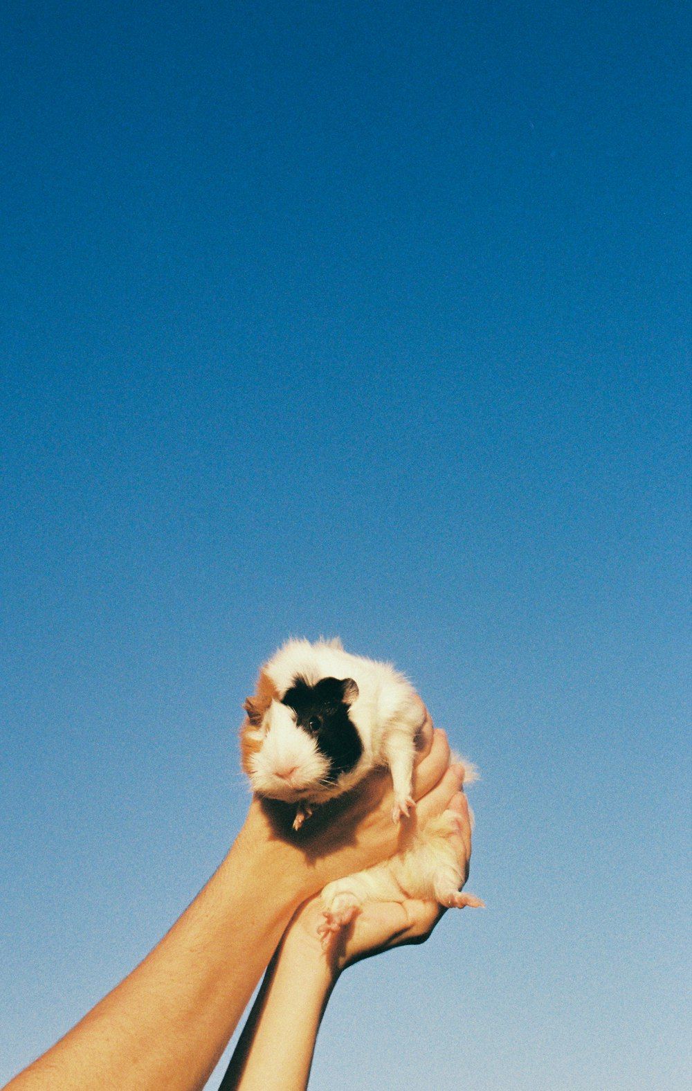 Meerschweinchen, Hand, Blauer Himmel, Minimalistisch, Hintergrundbild für iPhone und Android