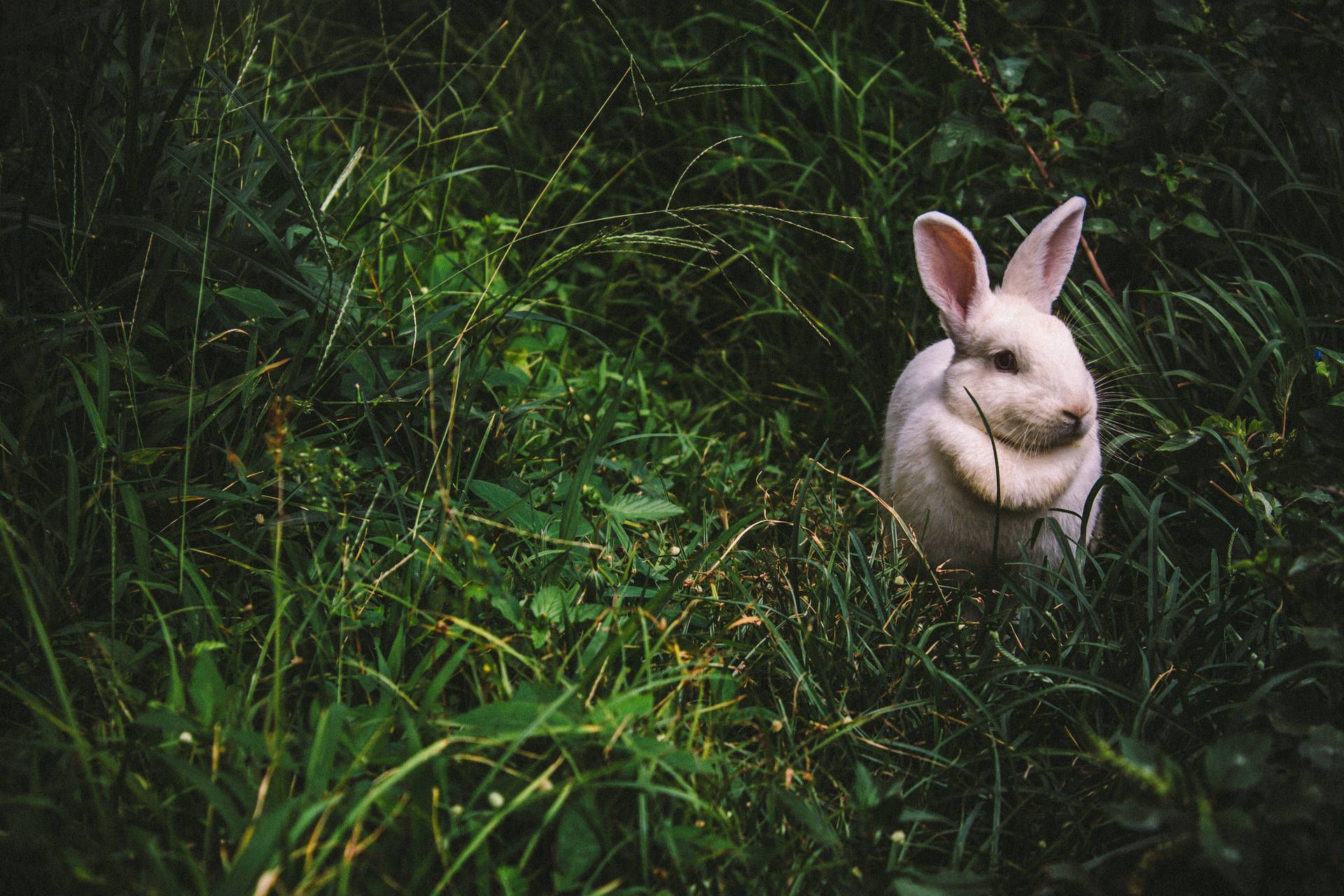 Kaninchen im Gras, Hohes Gras, Grün, Natur, Wildlife, Full HD, Desktop-Hintergrund für Windows