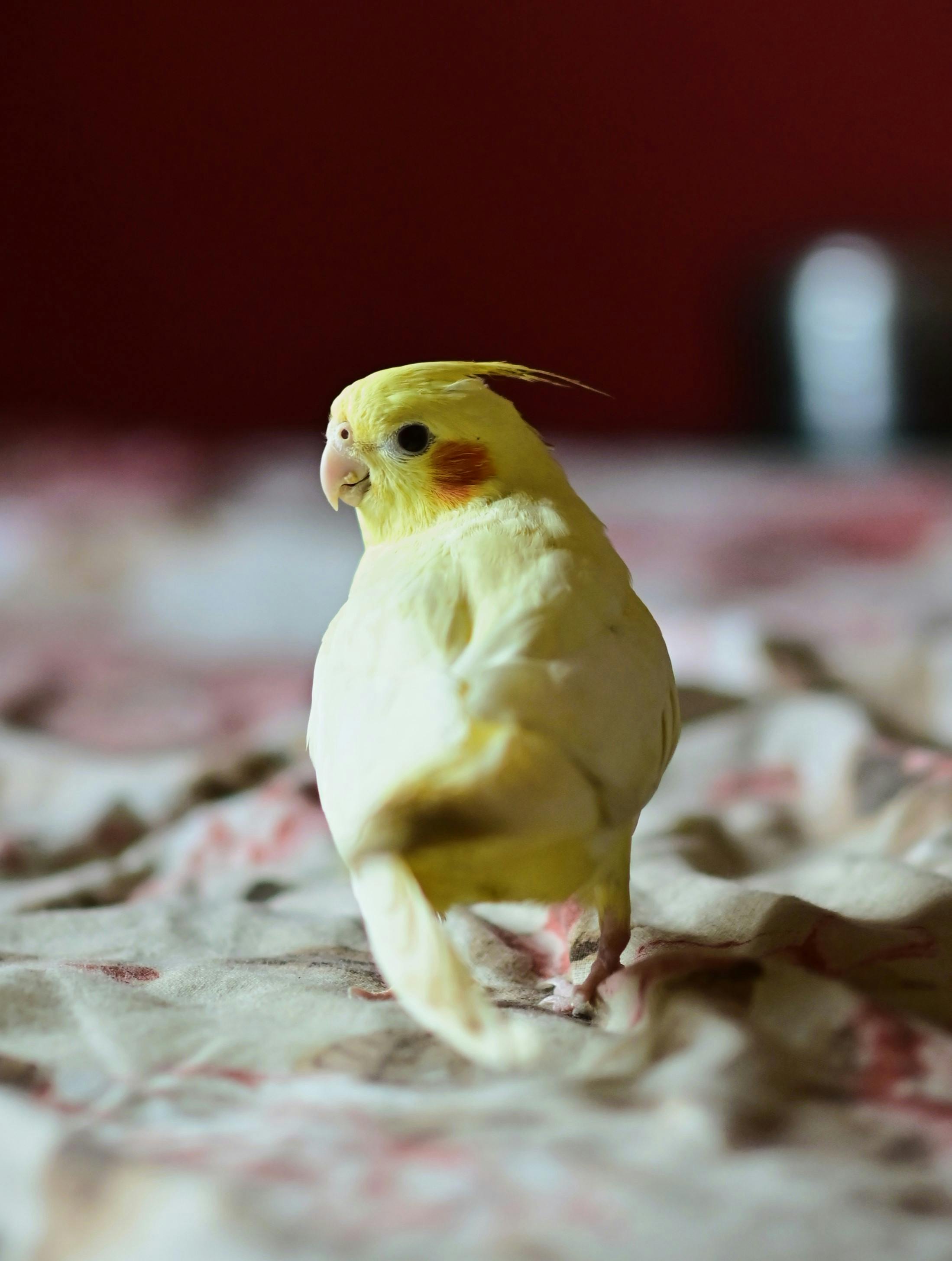 Nymphensittich, Gelber Vogel, Unscharfer Hintergrund, Haustier, QHD+ Wallpaper