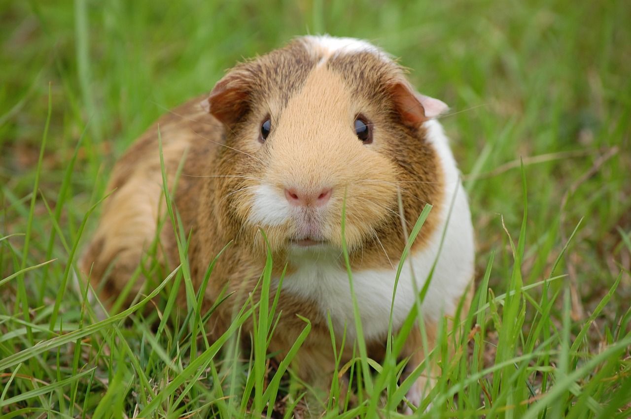 Meerschweinchen, Gras, Wiese, Haustier, HD, Hintergrund für den Desktop