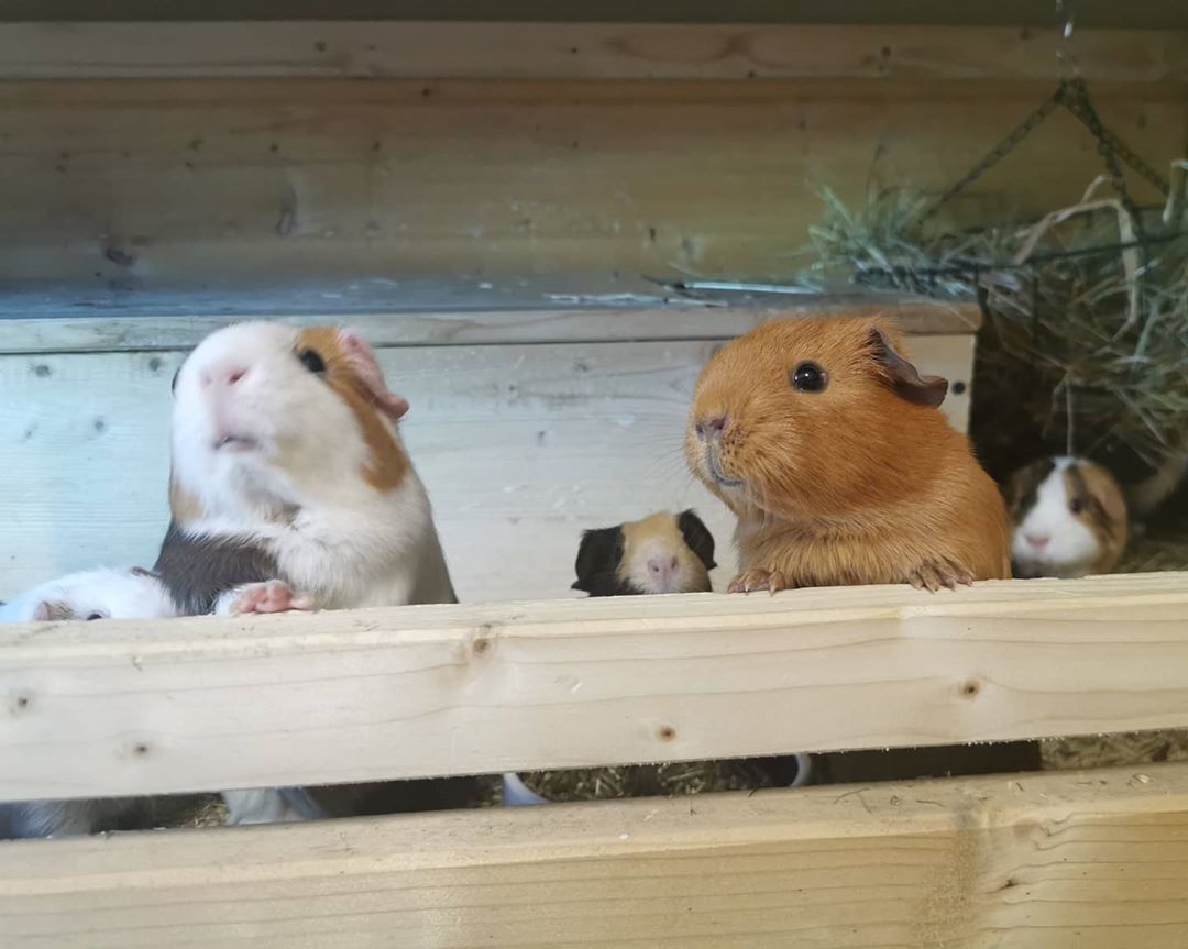 Meerschweinchen, Gehege, Holz, Gruppe, Hintergrund
