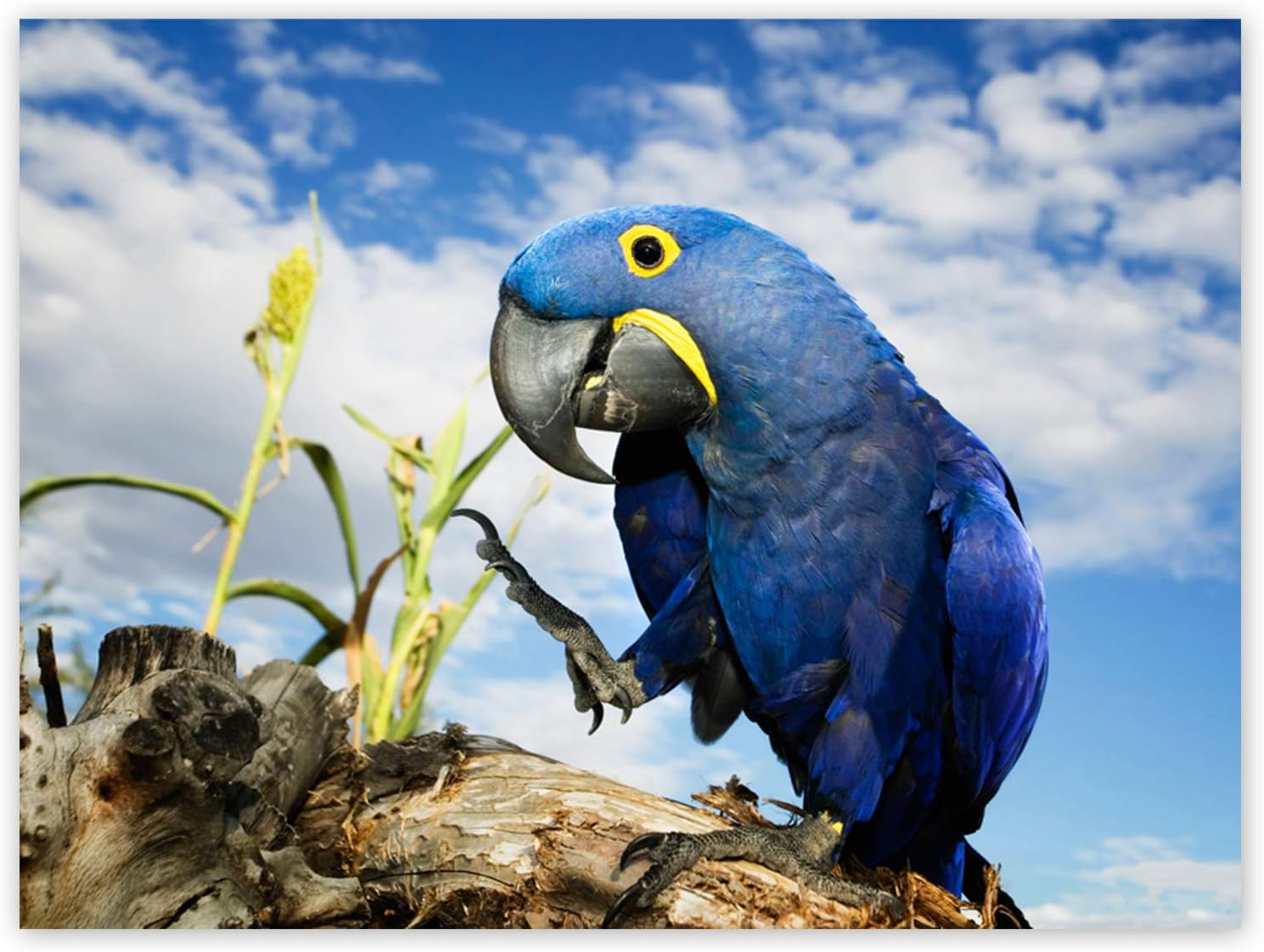 Hyazinthara, Blauer Papagei, Baumstamm, Wolkenhimmel, HD, Hintergrundbild fürs Tablet