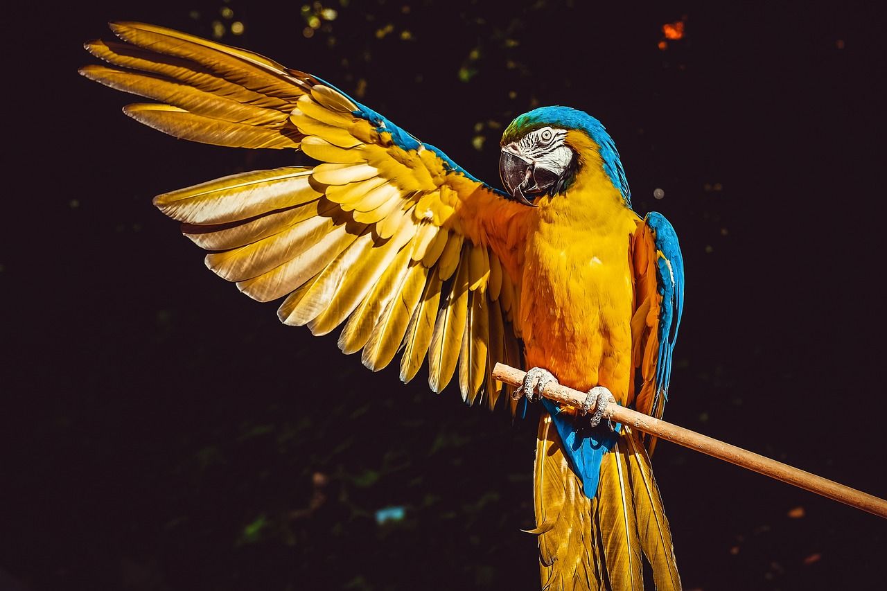 Gelbbrustara, Ausgebreitete Flügel, Goldene Federn, Dunkler Hintergrund, Glitzer, HD Wallpaper