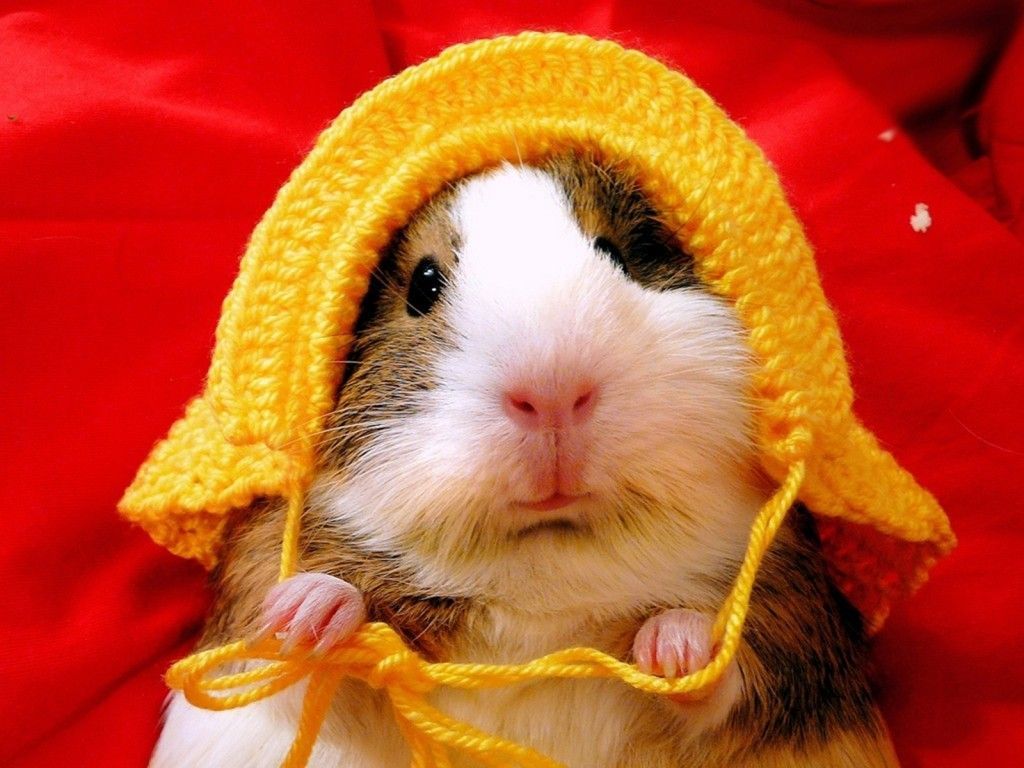 Meerschweinchen, Gelbe Häkelmütze, Roter Hintergrund, Niedlich, Wallpaper
