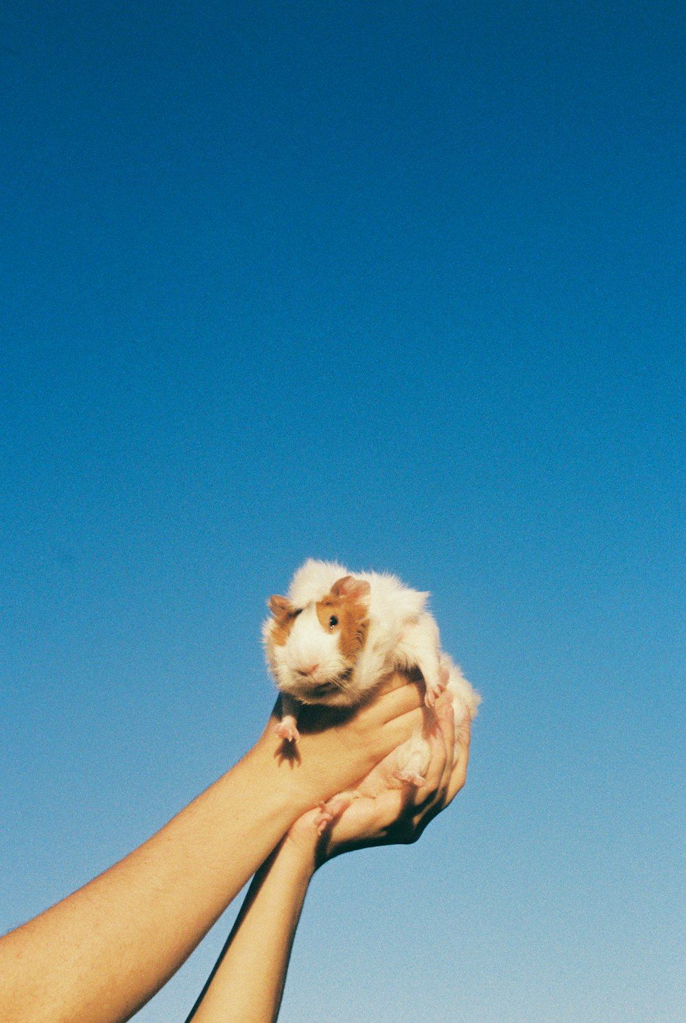 Meerschweinchen, Hände, Blauer Himmel, Minimalistisch, HD, iPad-Hintergrundbild