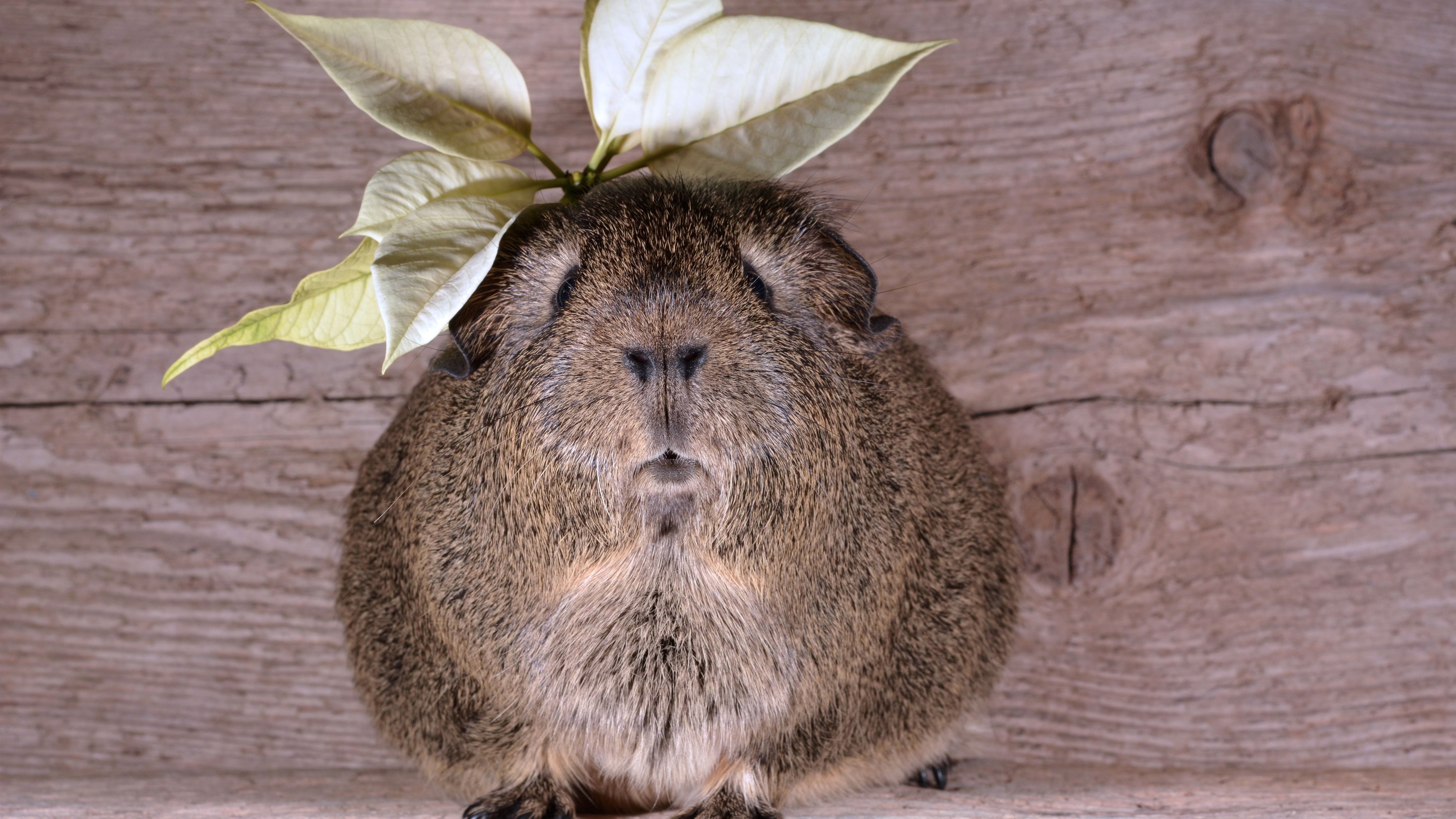 Meerschweinchen, Blätter auf dem Kopf, Holzwand, Agouti, Lustig, 5K-Hintergrundbild für PC