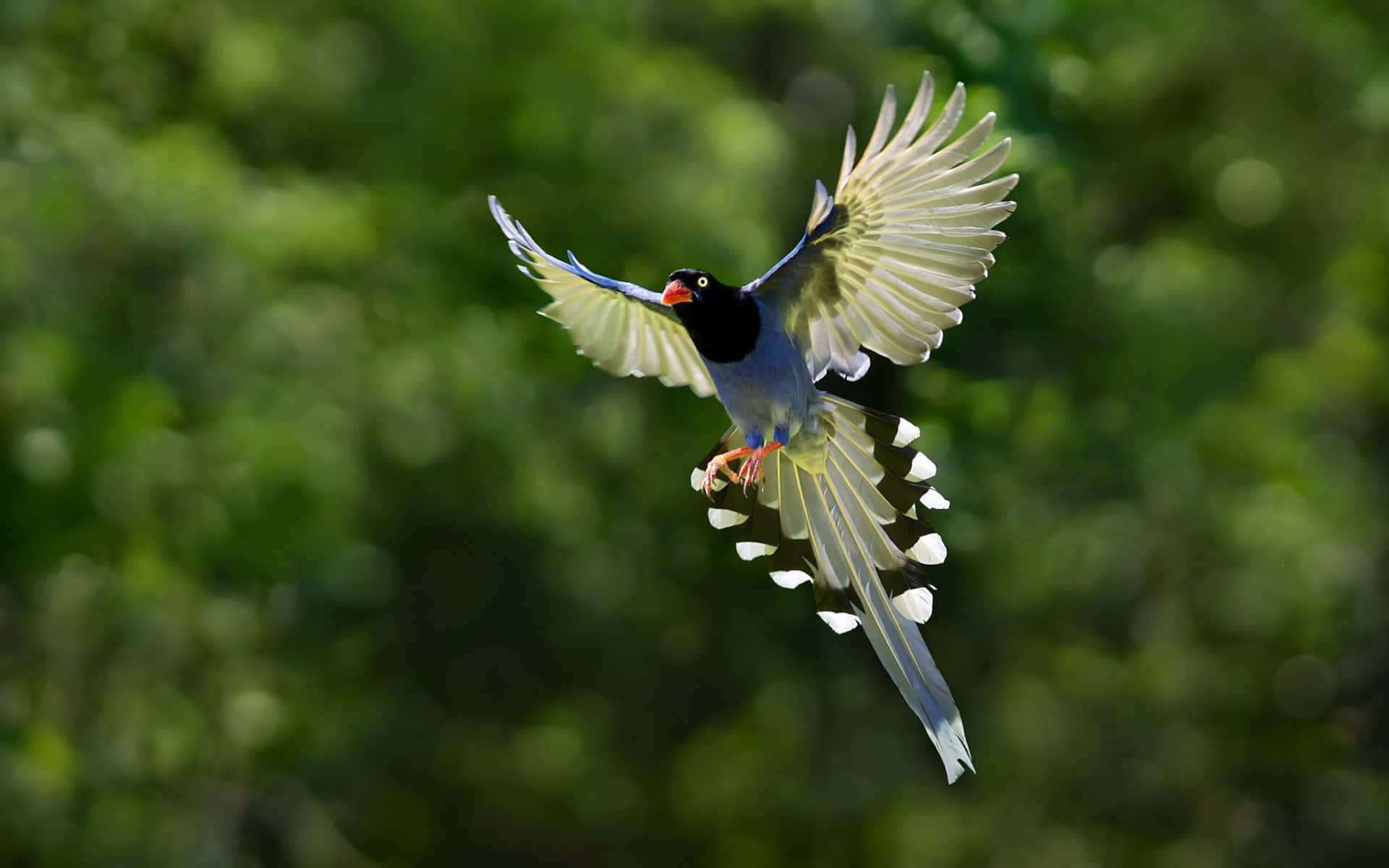 Taiwan-Blauelster, Vogel im Flug, Ausgebreitete Flügel, Grüner Hintergrund, Full HD Wallpaper