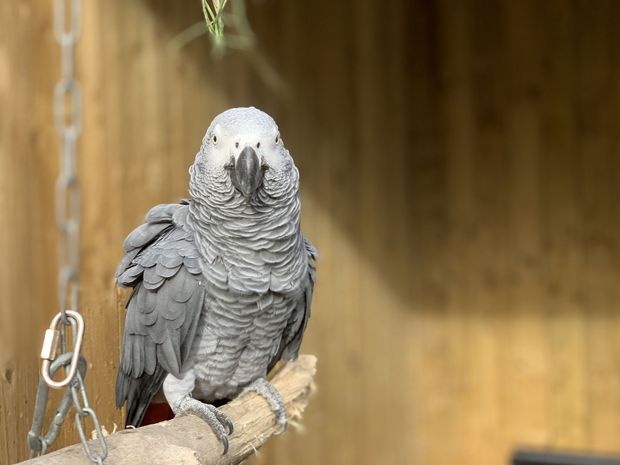 Graupapagei, Stange, Kette, Holzwand, Haustier, Full HD, Hintergrundbild fürs Tablet