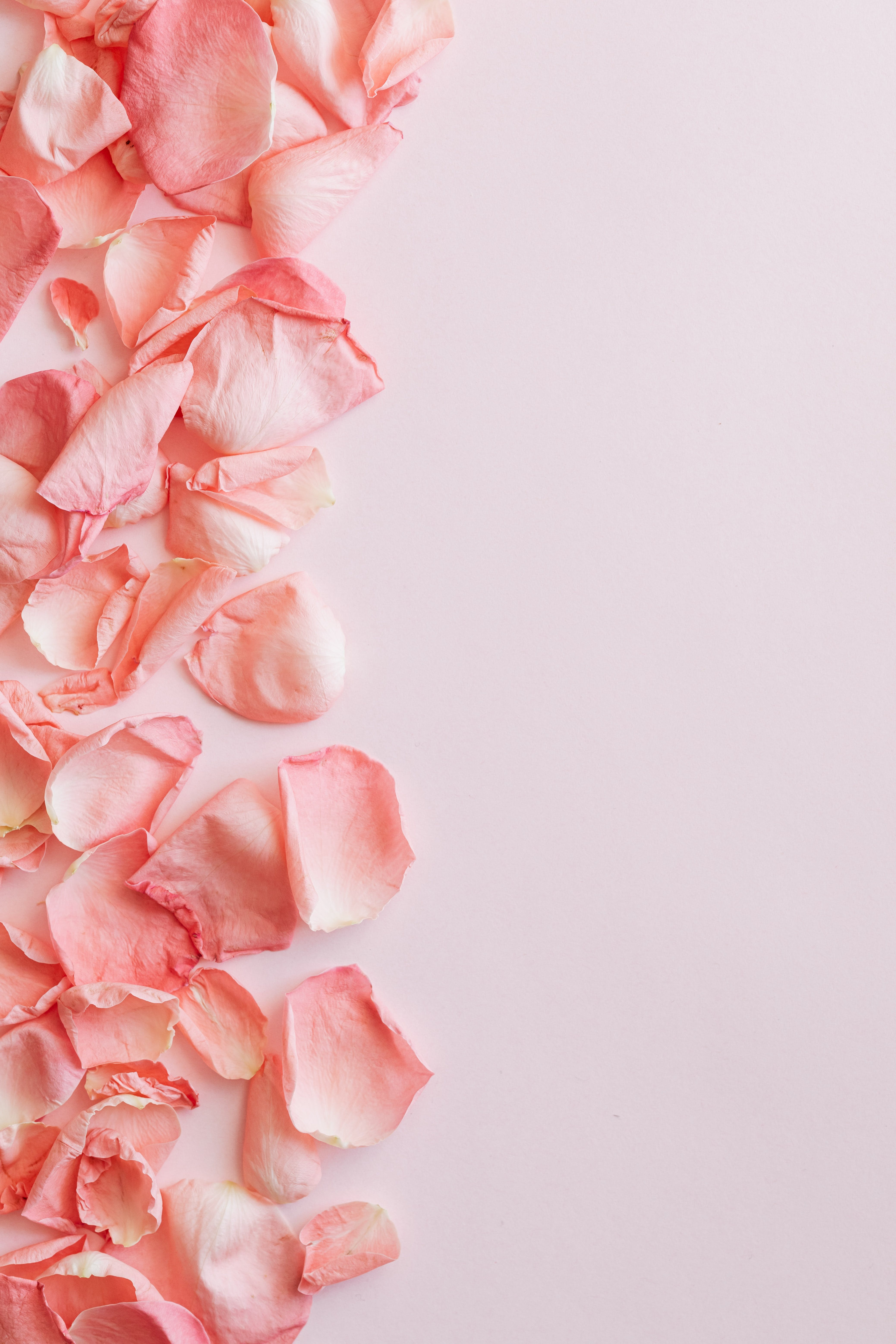 Rosenblätter, Rosa, Flatlay, Romantisch, QHD+, iPad-Hintergrundbild