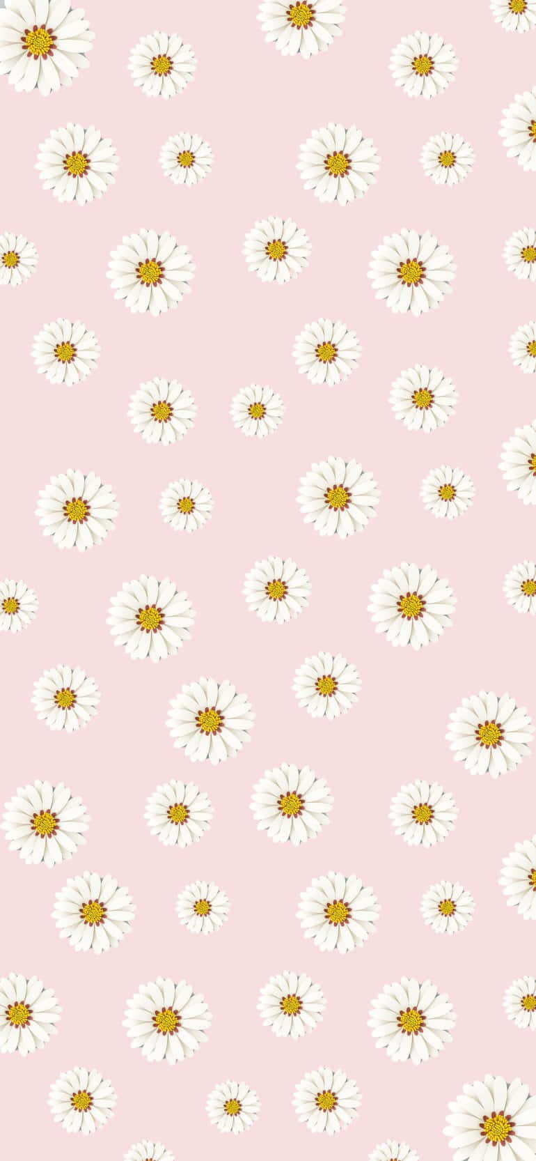 Gänseblümchen-Muster, Rosa Hintergrund, Kleine Blumen, Niedlich, Sperrbildschirm fürs iPhone