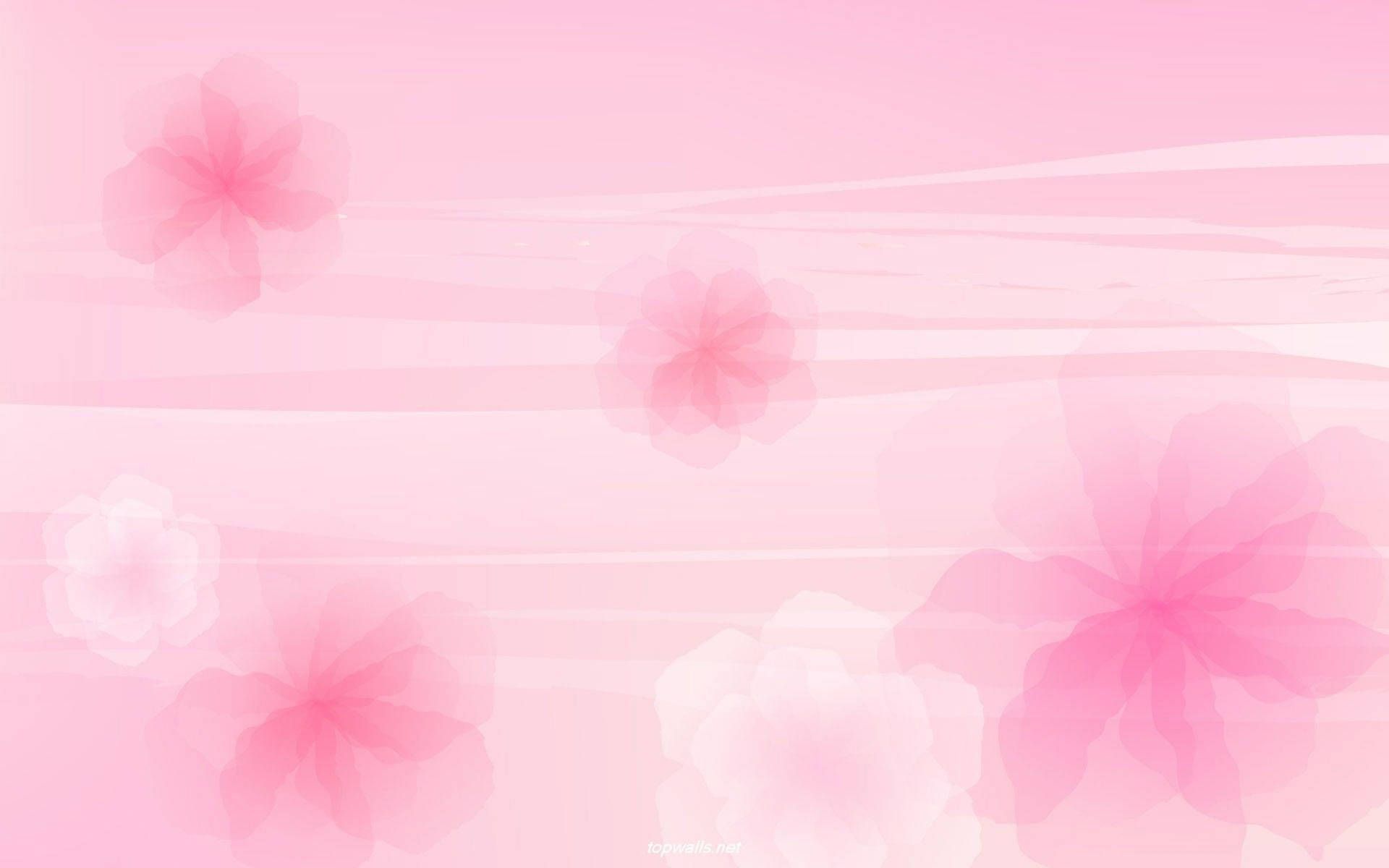 Rosa Blüten, Verschwommen, Pastellrosa, Zart, 16:10, Full-HD-Hintergrundbild für den Desktop