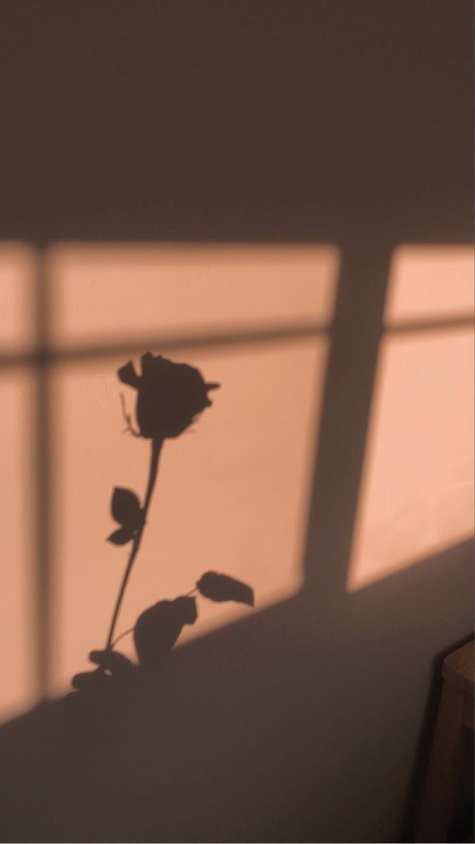 Rose, Schatten, Fensterlicht, Minimalistisch, Hochformat, Hintergrundbild fürs Smartphone
