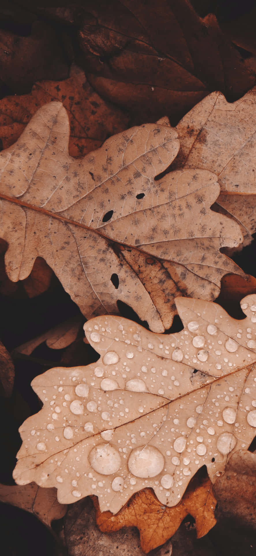 Eichenblätter, Regentropfen, Herbstlaub, Nahaufnahme, HD, Handy-Hintergrund im Hochformat