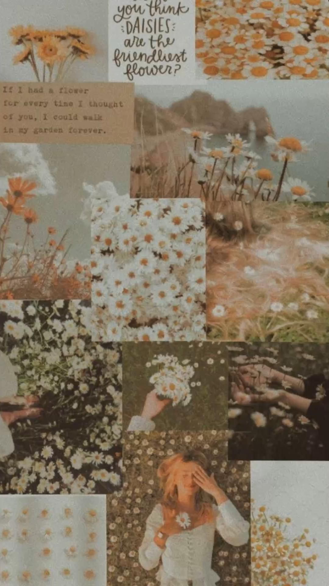 Collage, Gänseblümchen, Zitate, Salbeigrün, Full HD, Hintergrundbild fürs Handy