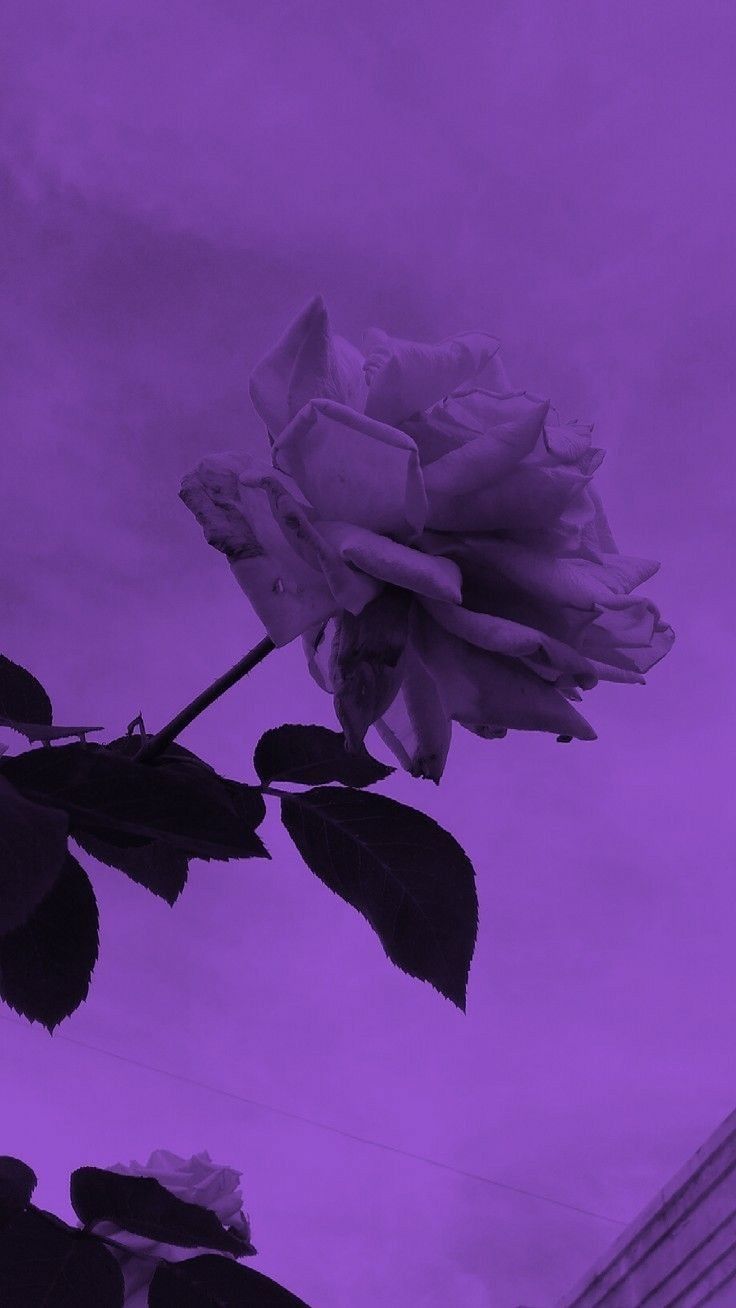 Rose, Silhouette, Violett, Monochrom, Hintergrundbild für iPhone und Android