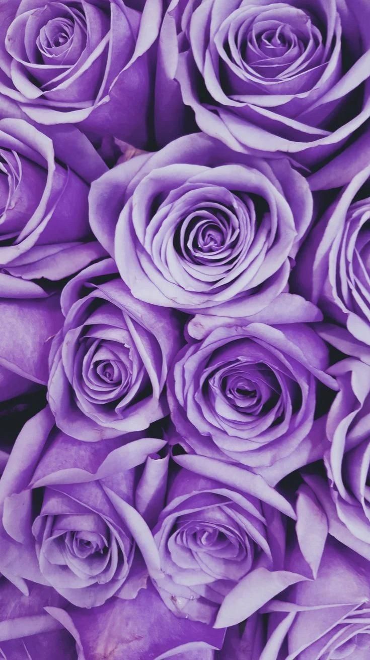 Rosen, Lila Rosen, Blumen, Nahaufnahme, HD, Sperrbildschirm fürs iPhone