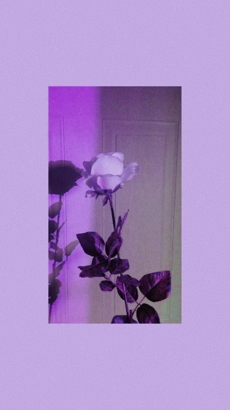 Rose, Polaroid, Flieder, Minimalismus, Hochformat, Hintergrundbild fürs Smartphone