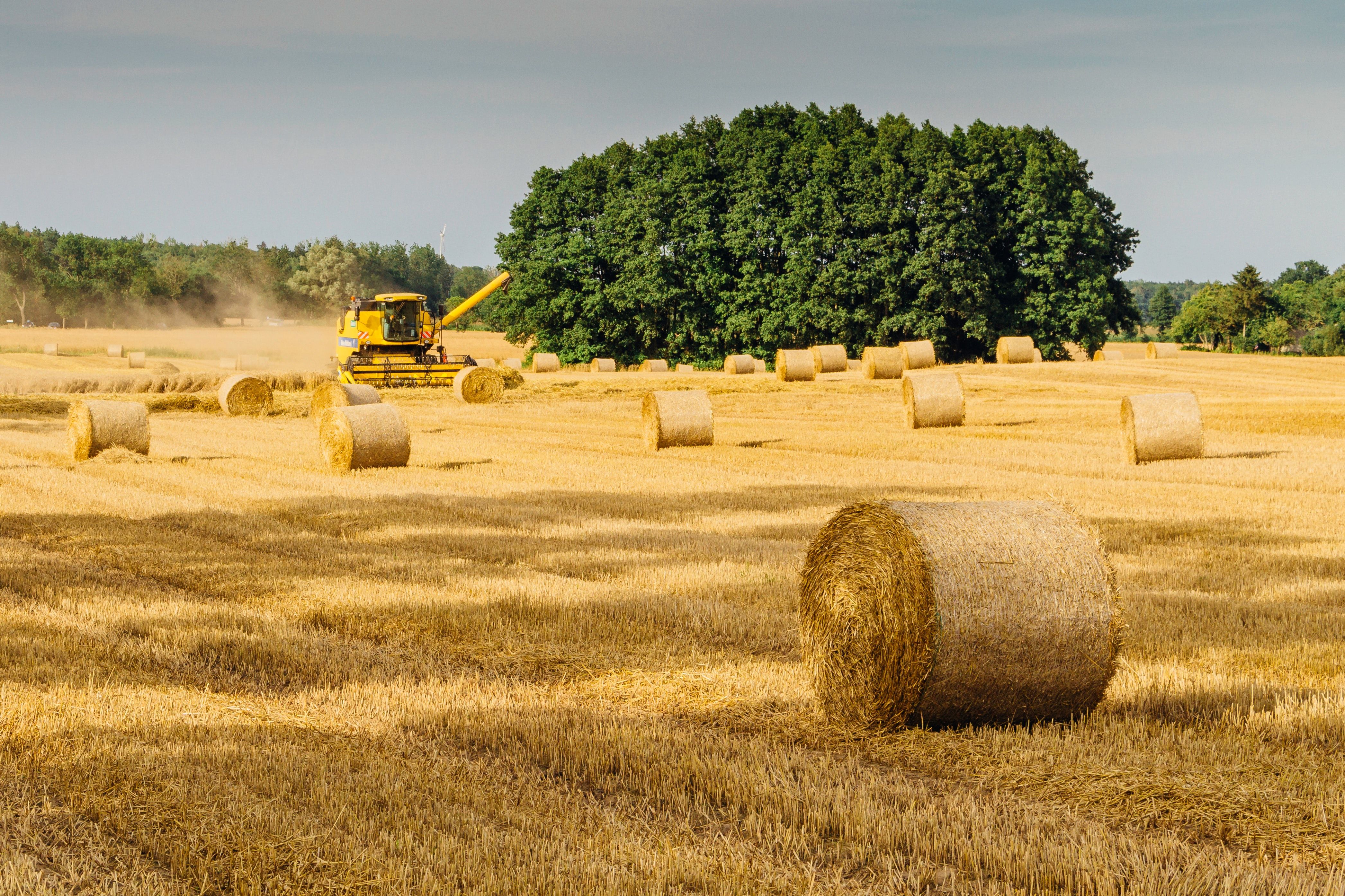 Rundballen, Stoppelfeld, Ernte, Bäume, Sommer, 4K, Hintergrundbild für den PC