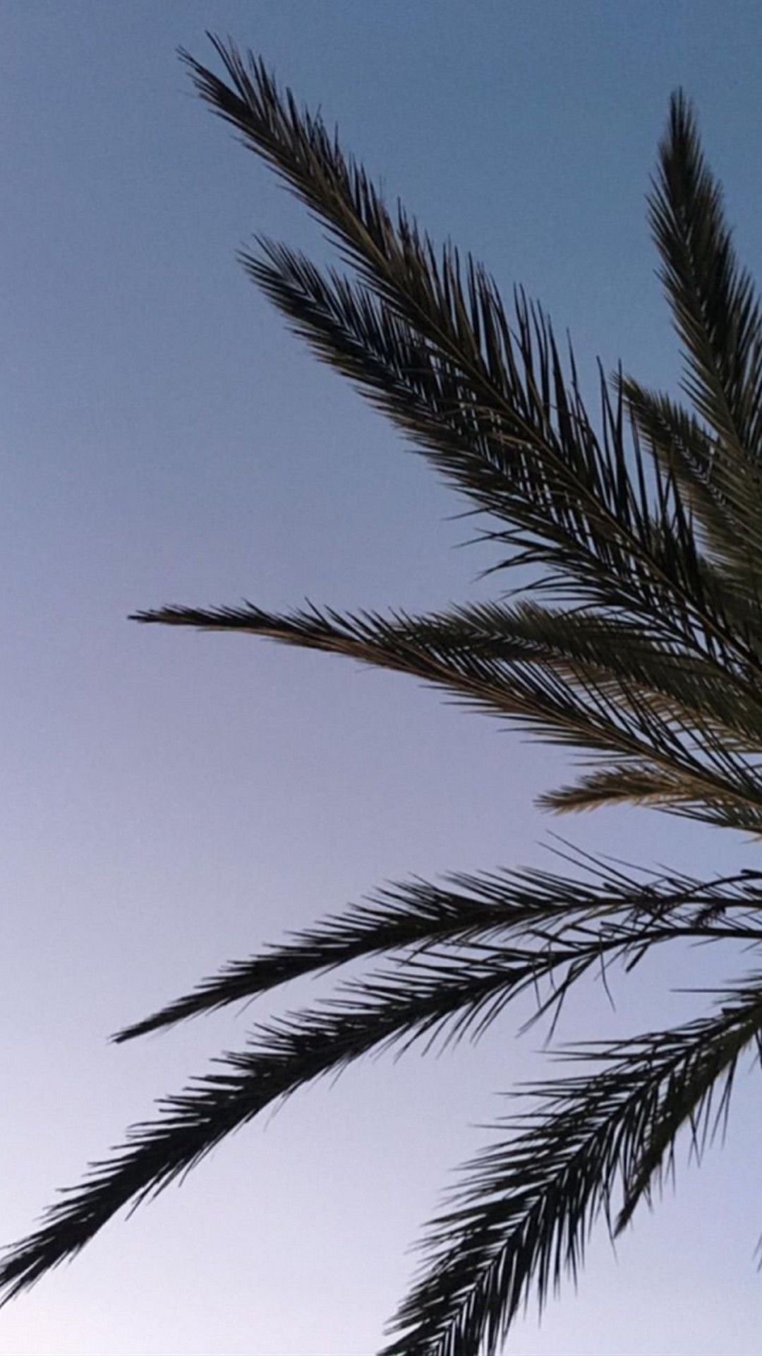 Palmwedel, Abendhimmel, Silhouette, Lila-Blau, Galaxy S24, Handy-Hintergrund