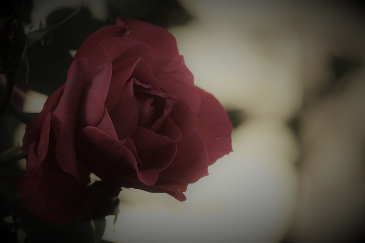 Rote Rose, Dunkelrot, Nahaufnahme, Dunkel, Melancholie, HD, Desktop-Hintergrund für Windows