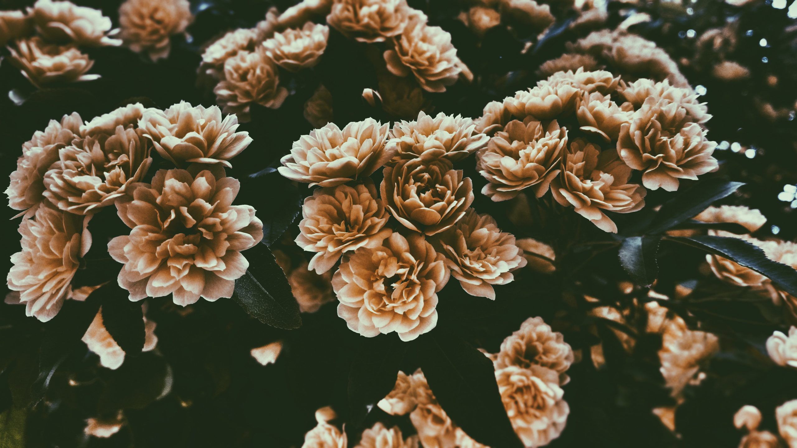 Rosen, Braun, Vintage, Blüten, Gedämpfte Farben, 2560x1440, 2K-Hintergrundbild für PC