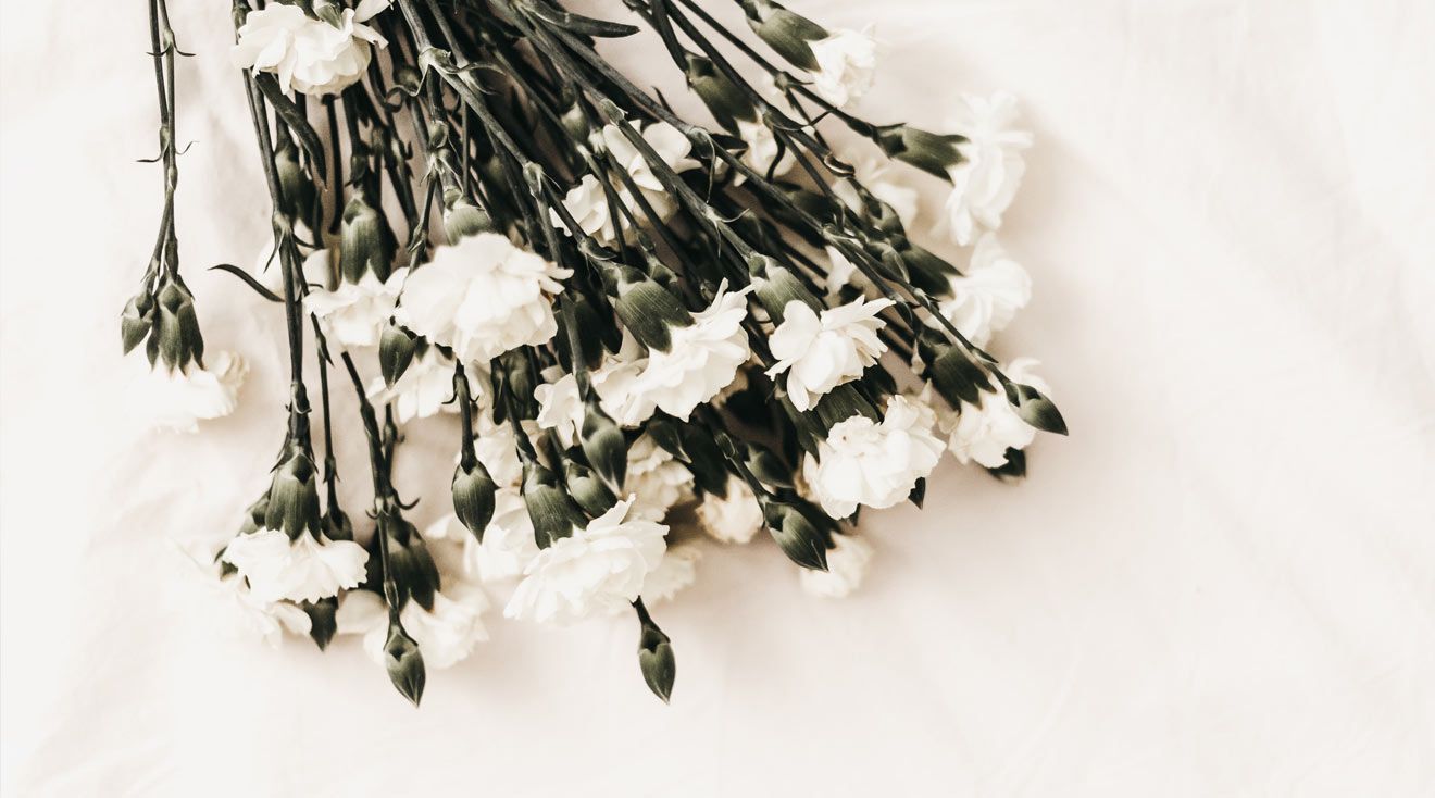Nelken, Weiße Blumen, Strauß, Weißer Hintergrund, Ruhe, HD Wallpaper