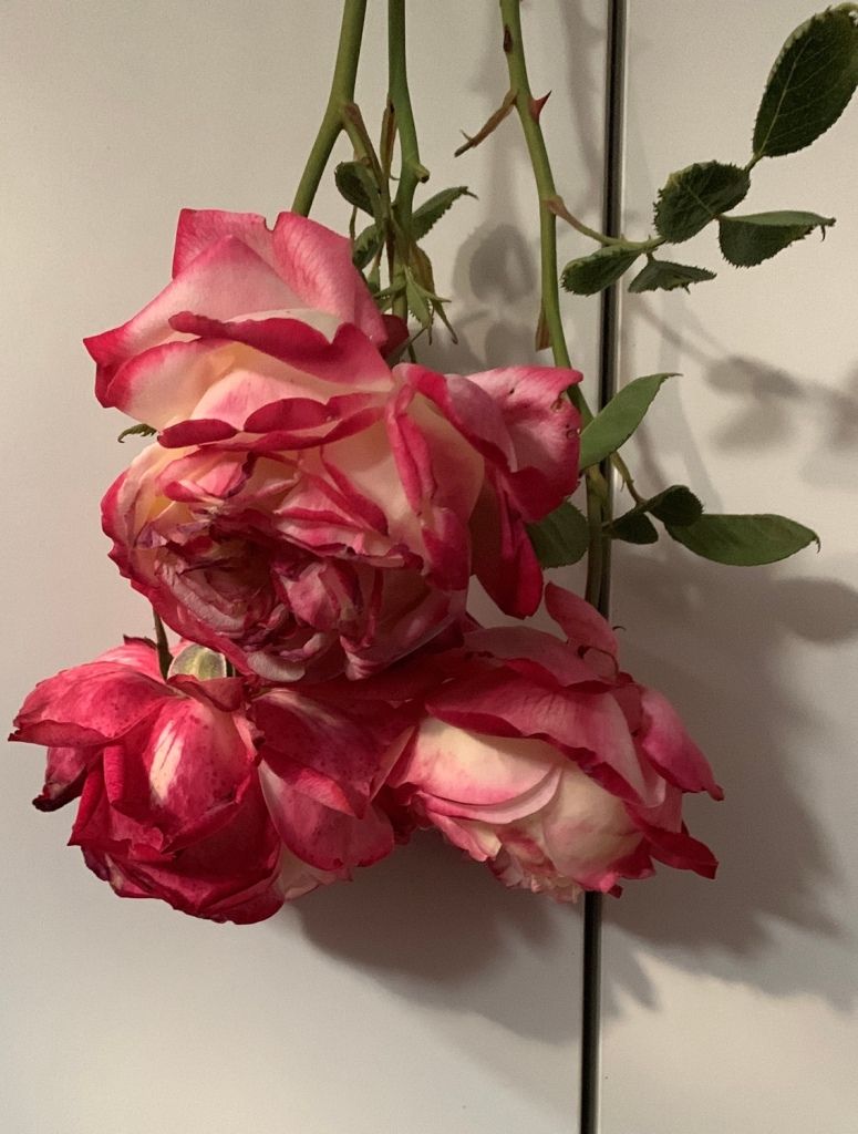 Rosen, Rote Rosen, Verwelkt, Kopfüber, Beige Wand, HD, Hintergrundbild fürs Tablet