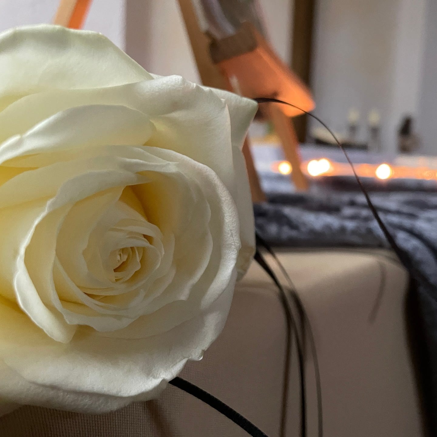 Weiße Rose, Nahaufnahme, Kerzenlicht, Ruhe, Unschärfe, HD, iPad-Hintergrundbild