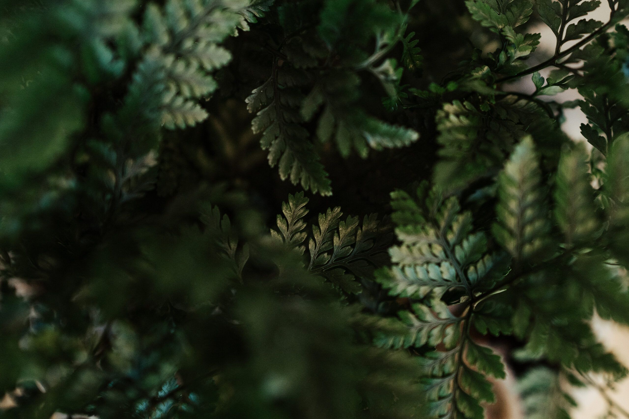 Farne, Grün, Dunkel, Natur, Blätter, 2K, Hintergrundbild für den PC