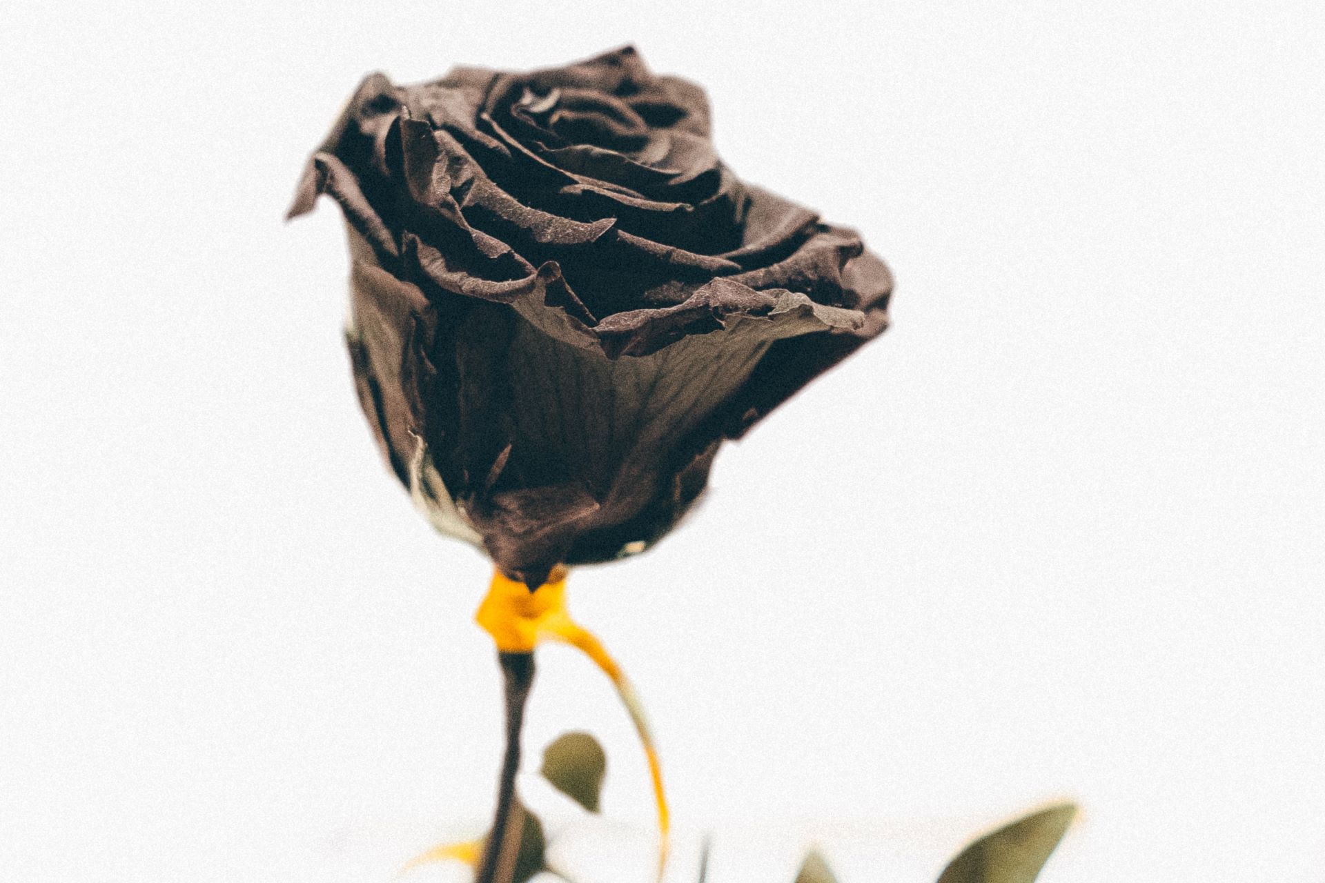 Schwarze Rose, Weißer Hintergrund, Minimalistisch, Melancholie, Full HD Wallpaper