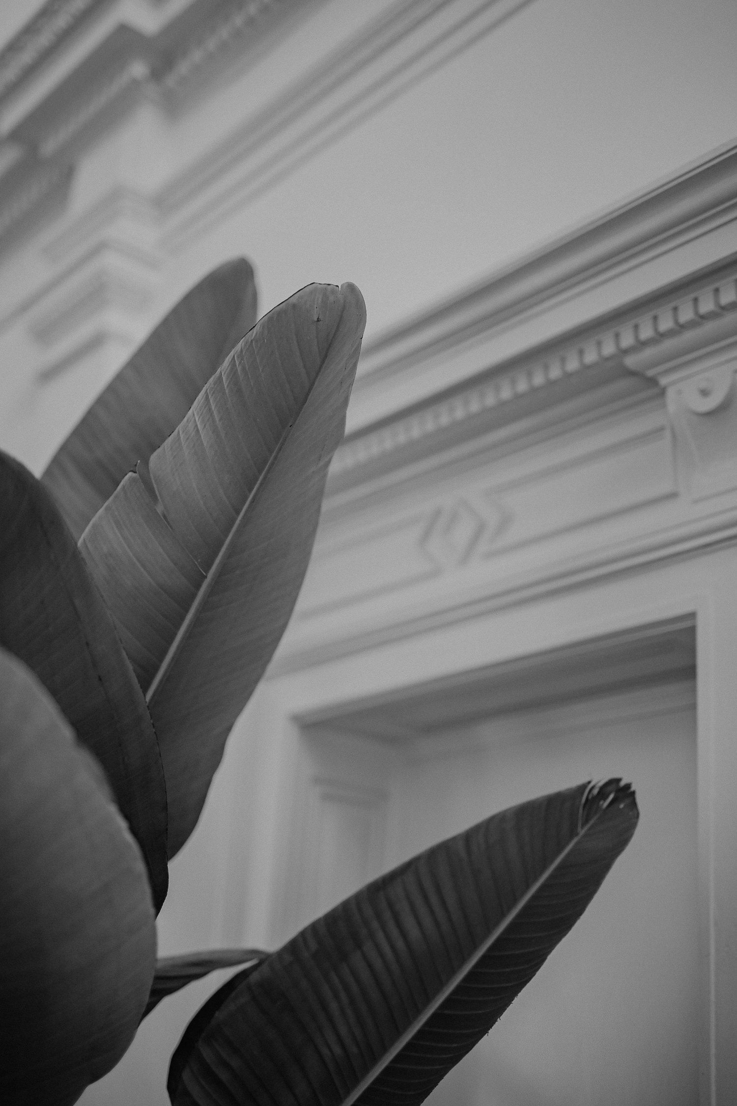Schwarz-Weiß, Pflanze, Blätter, Architektur, Minimalistisch, Hintergrundbild fürs Handy
