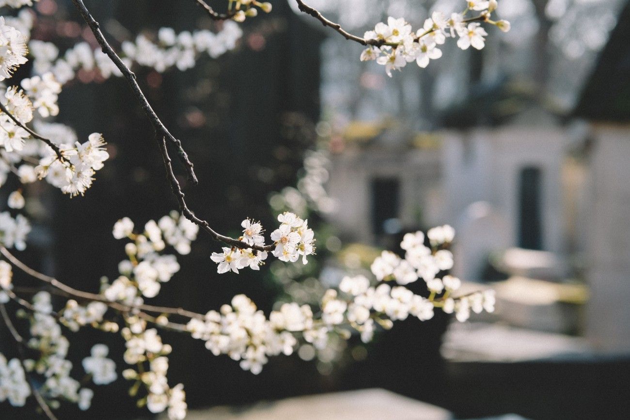 Kirschblüten, Friedhof, Weiße Blüten, Frühling, Unschärfe, HD, Laptop-Hintergrundbild