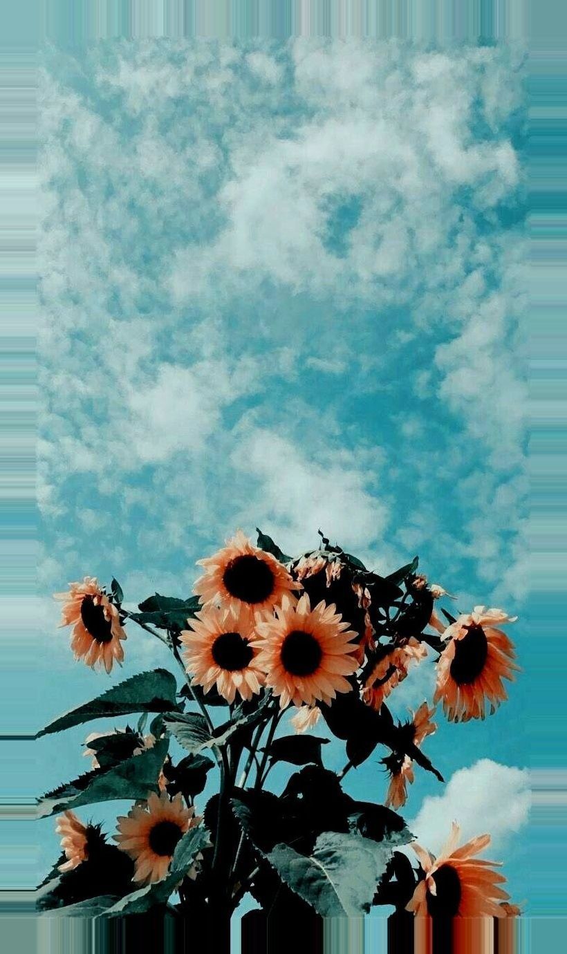 Sonnenblumen, Himmel, Wolken, Türkis, HD, Hintergrundbild fürs Handy