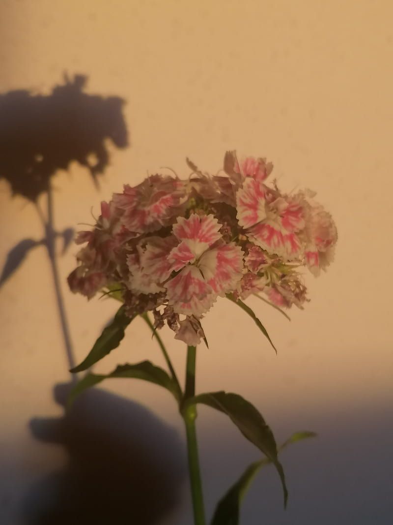 Blumen, Schatten, Warmes Licht, Beige, Silhouette, HD, Hintergrundbild fürs Tablet
