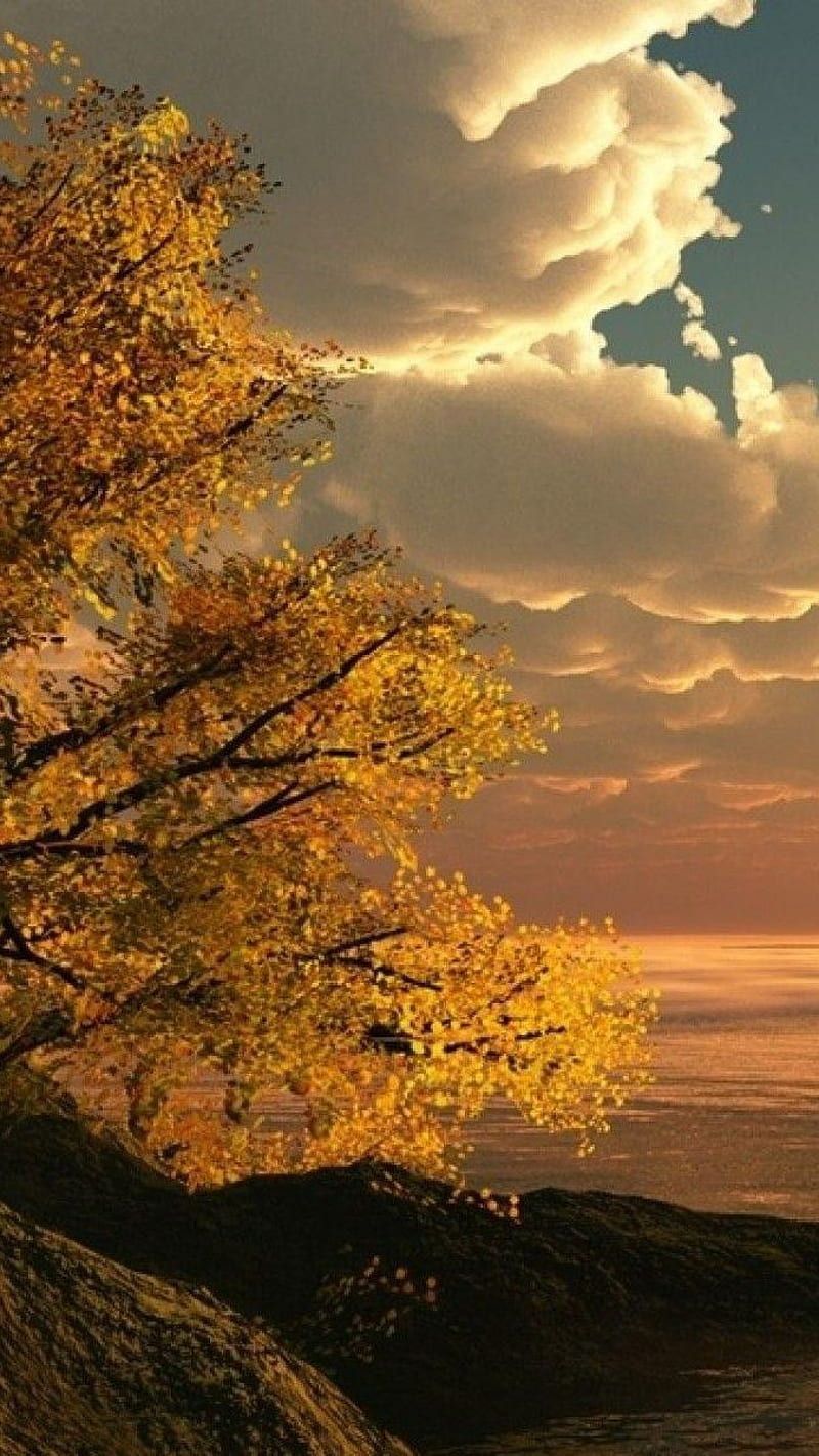Baum, Herbstlaub, Wolken, Sonnenuntergang, Goldenes Licht, Android-Hintergrundbild
