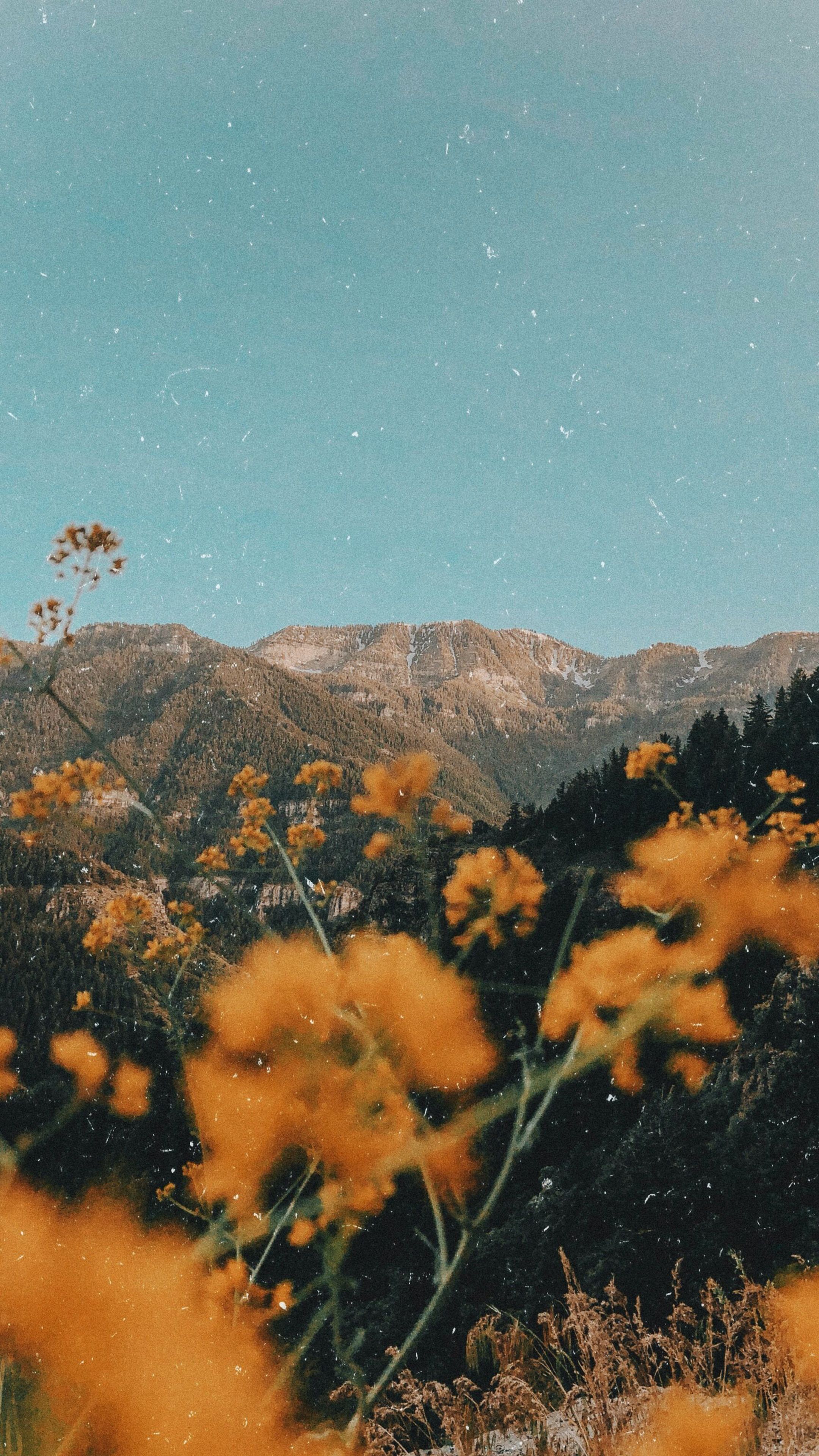 Gelbe Blumen, Berge, Wiese, Retro-Filter, QHD+, Handy-Hintergrund im Hochformat
