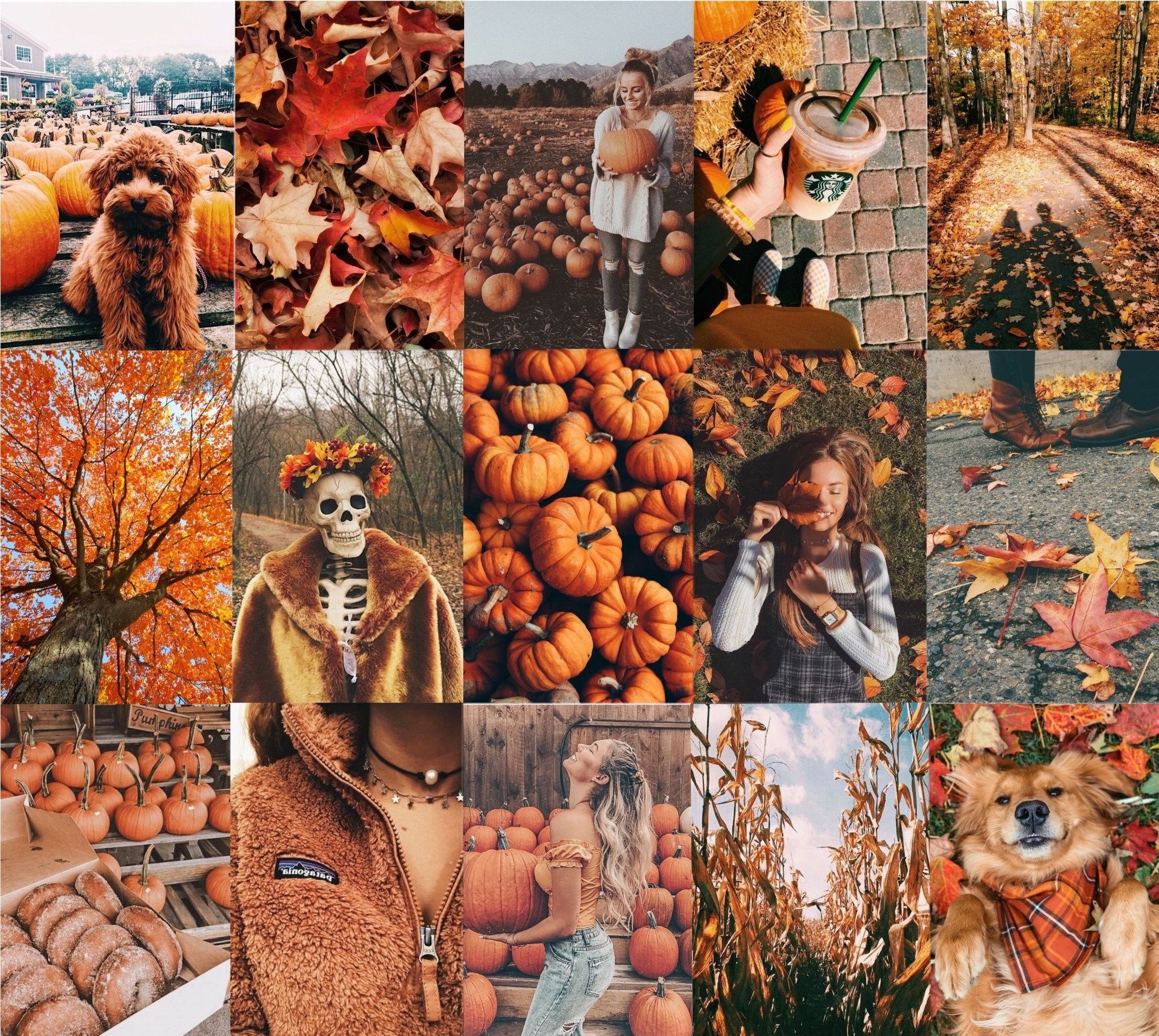 Herbst-Collage, Kürbisse, Hund, Laub, Ästhetik, Full HD, Hintergrundbild fürs Tablet